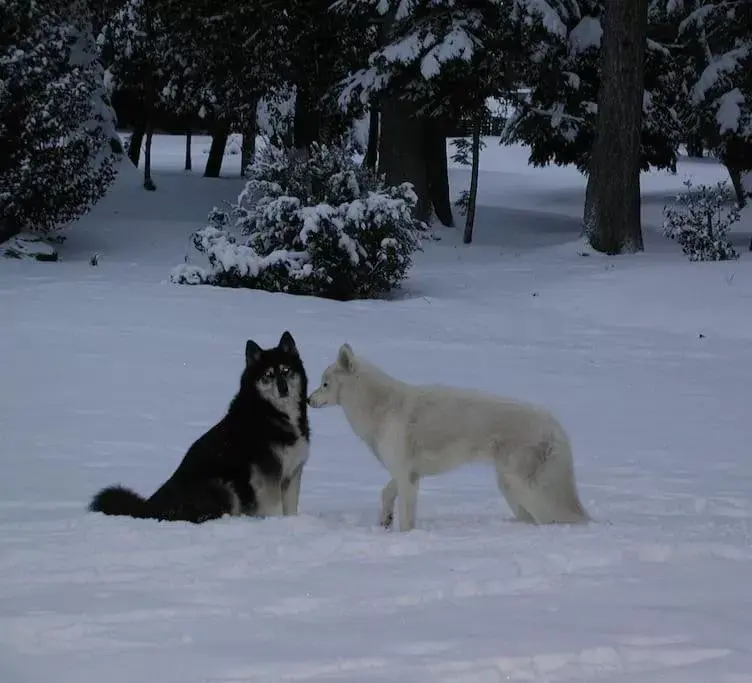 Winter, Pets in MaisonMazerand