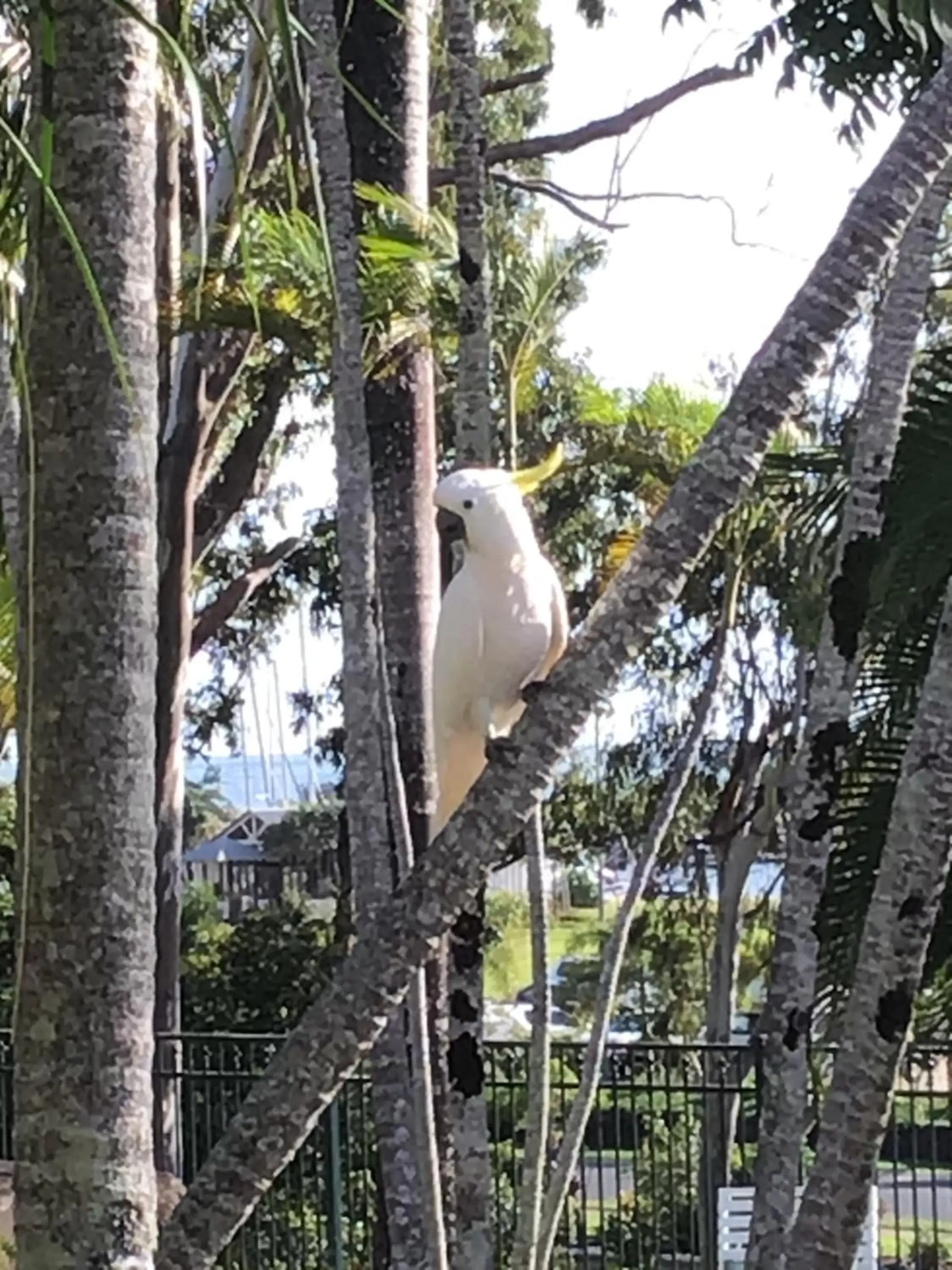 Natural landscape, Other Animals in Colonial Palms Motor Inn