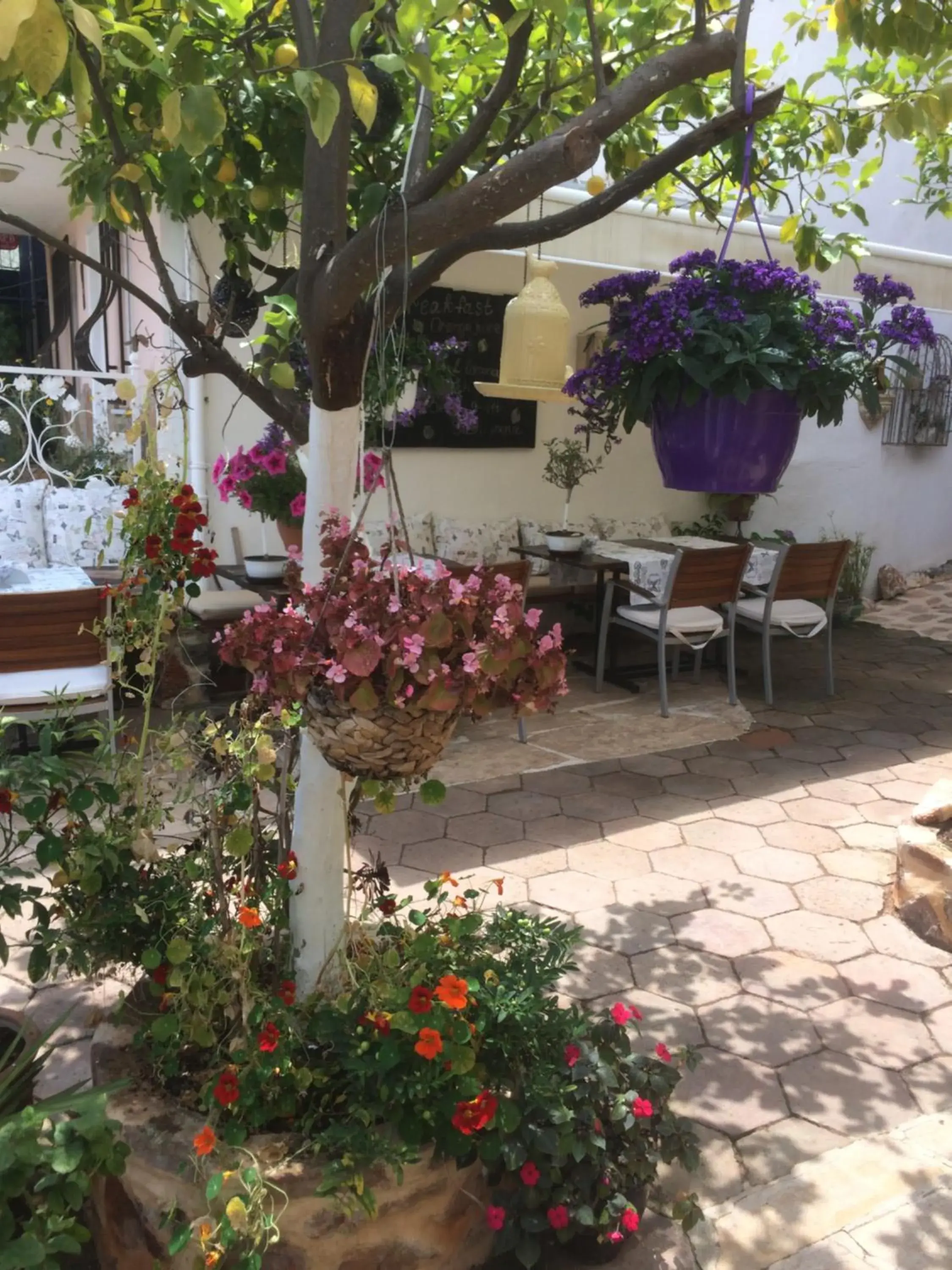 Garden in Lemon Villa Hotel - Adult Only