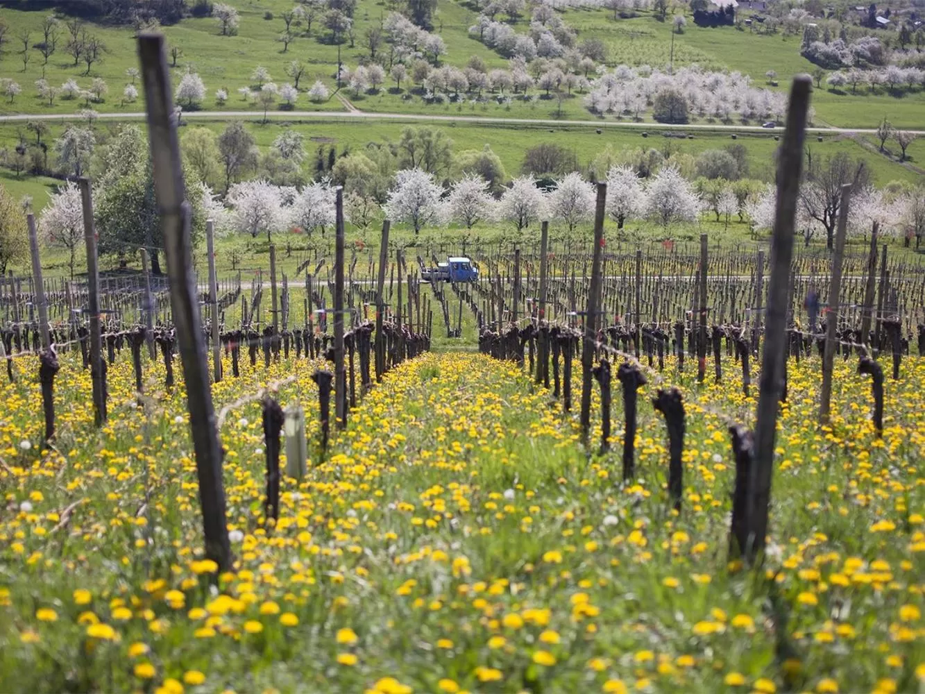 View (from property/room) in Landhotel Graf