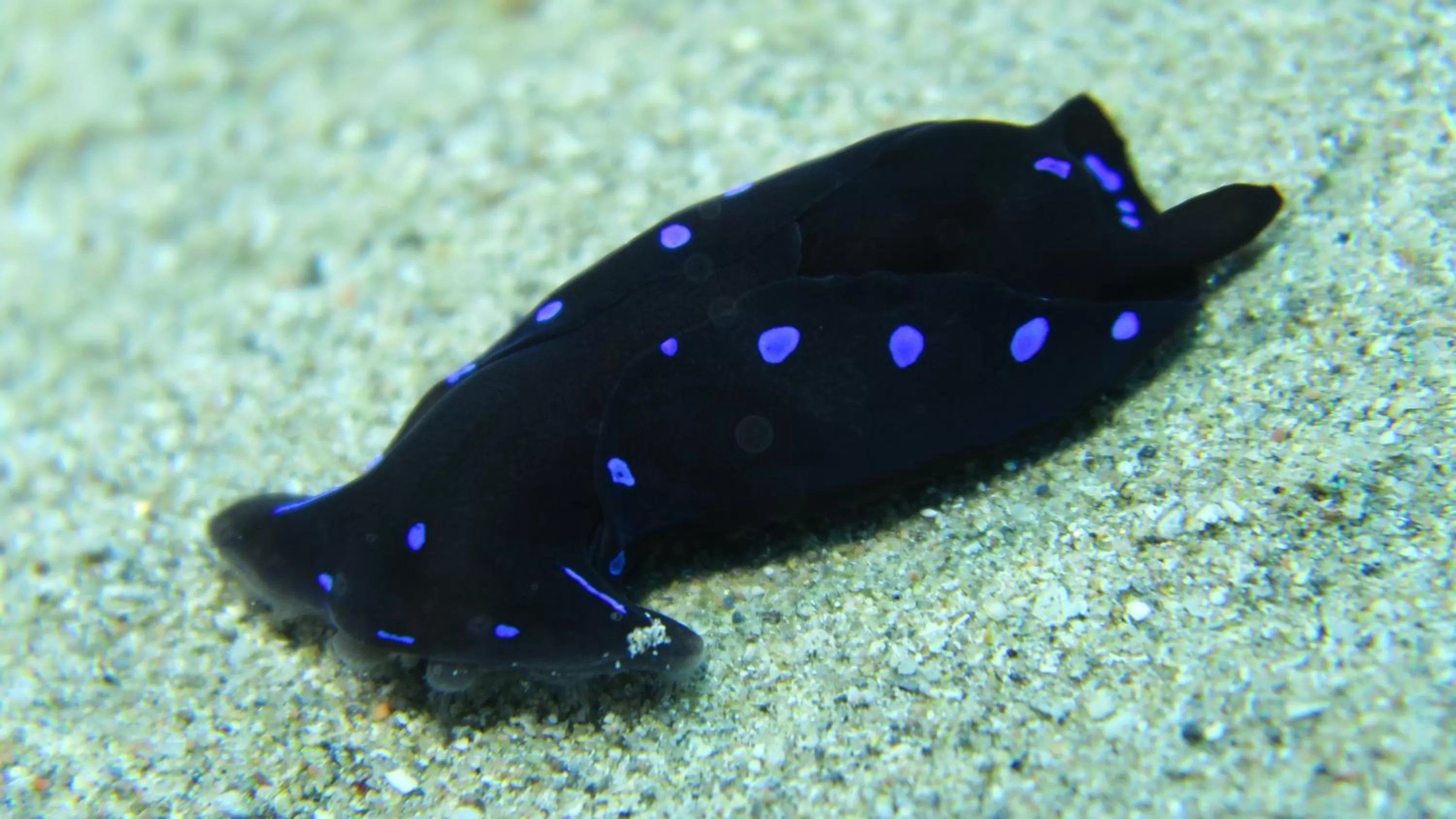 Snorkeling in Coral Sun Beach