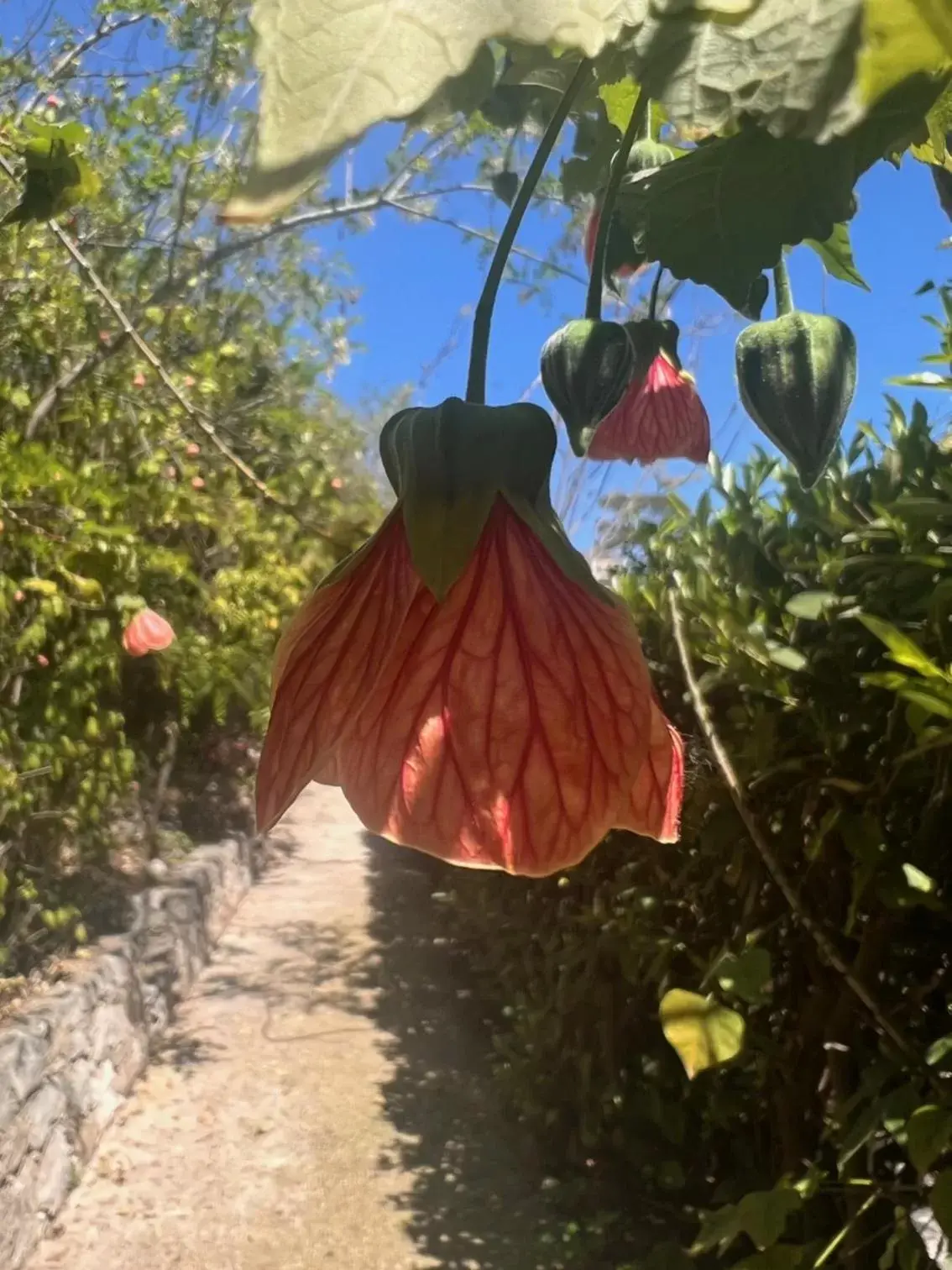 Garden in les petites terrasses