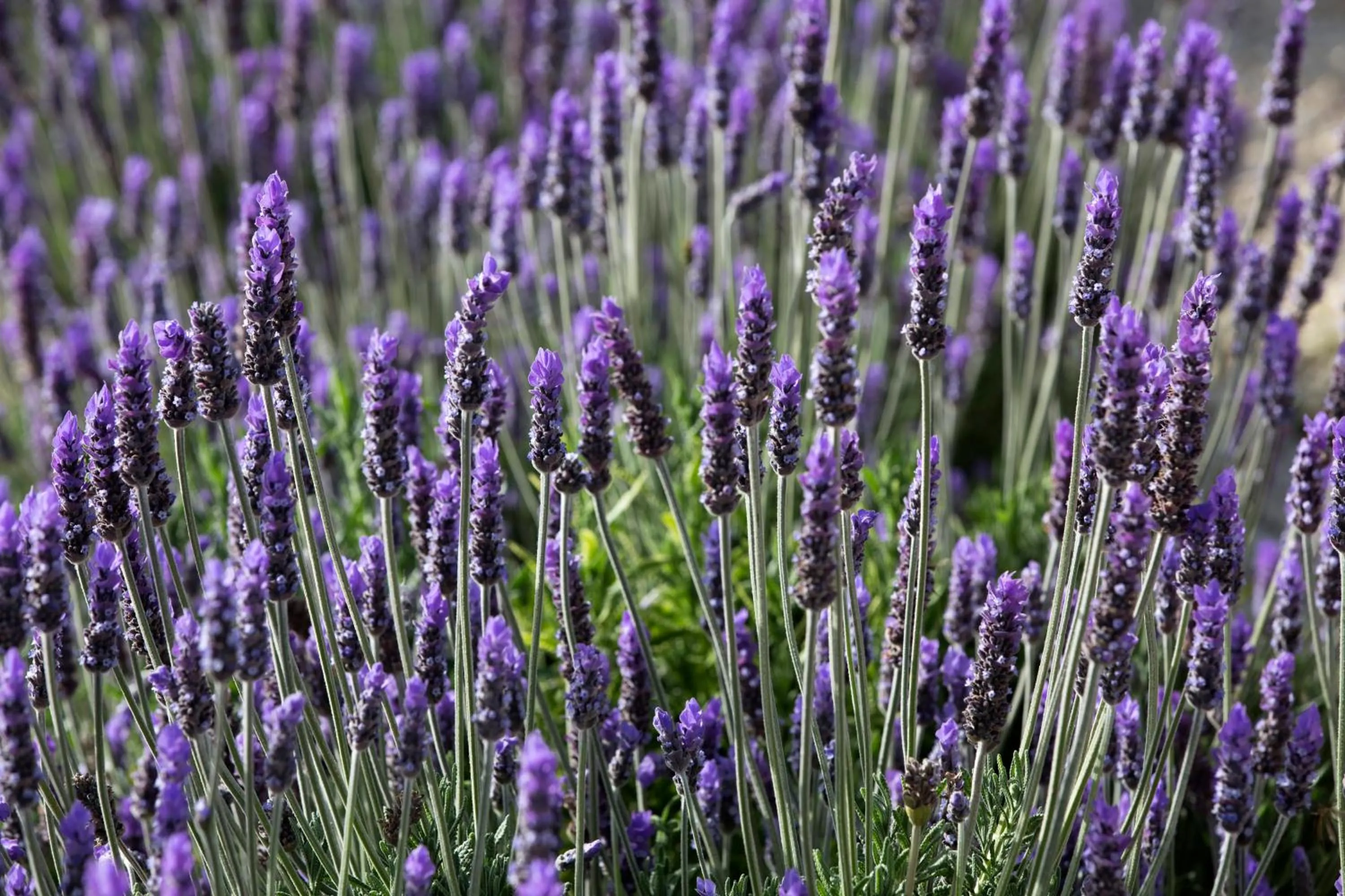Floor plan in Southeast Hotel
