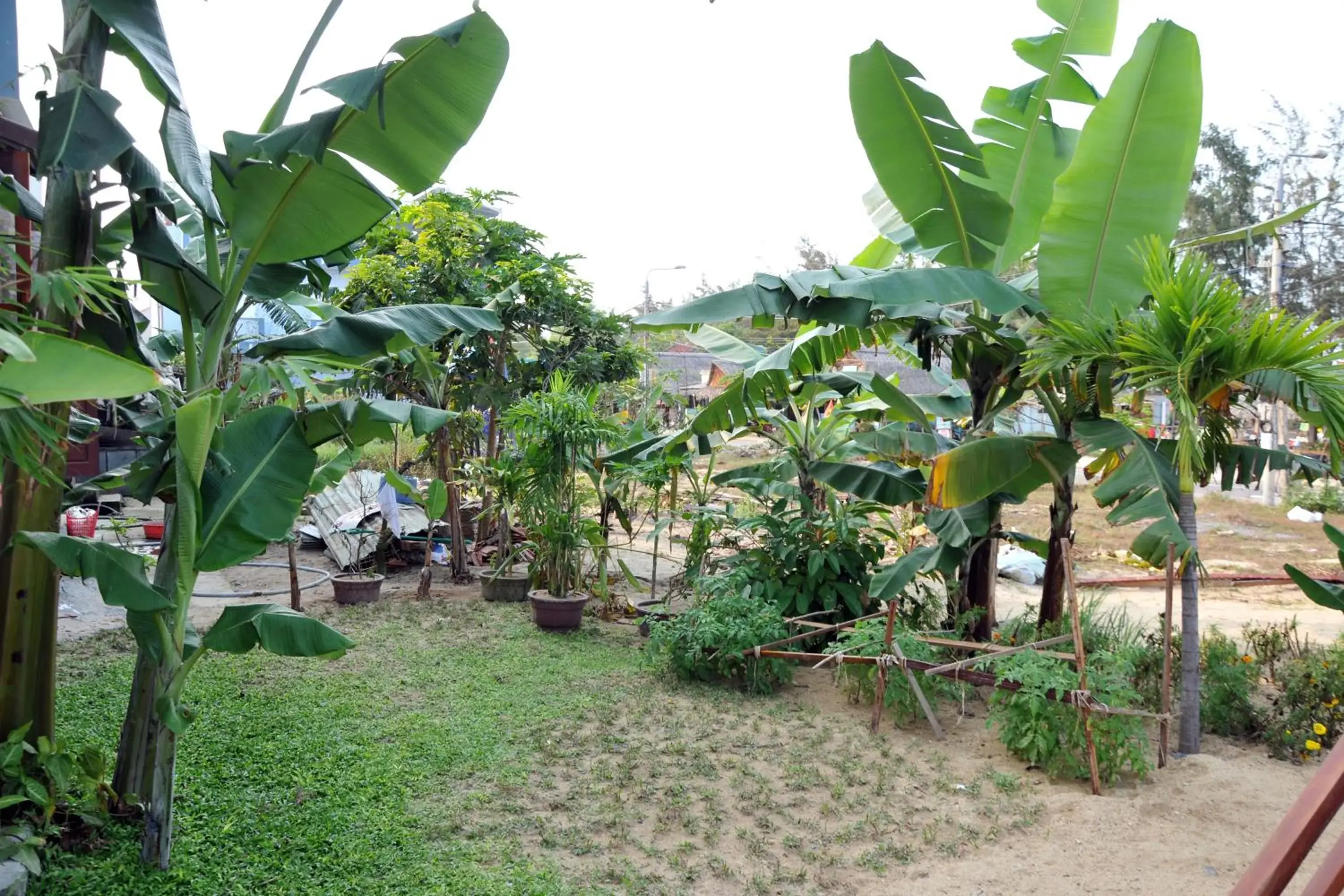 Natural landscape, Garden in Seaside An Bang Homestay