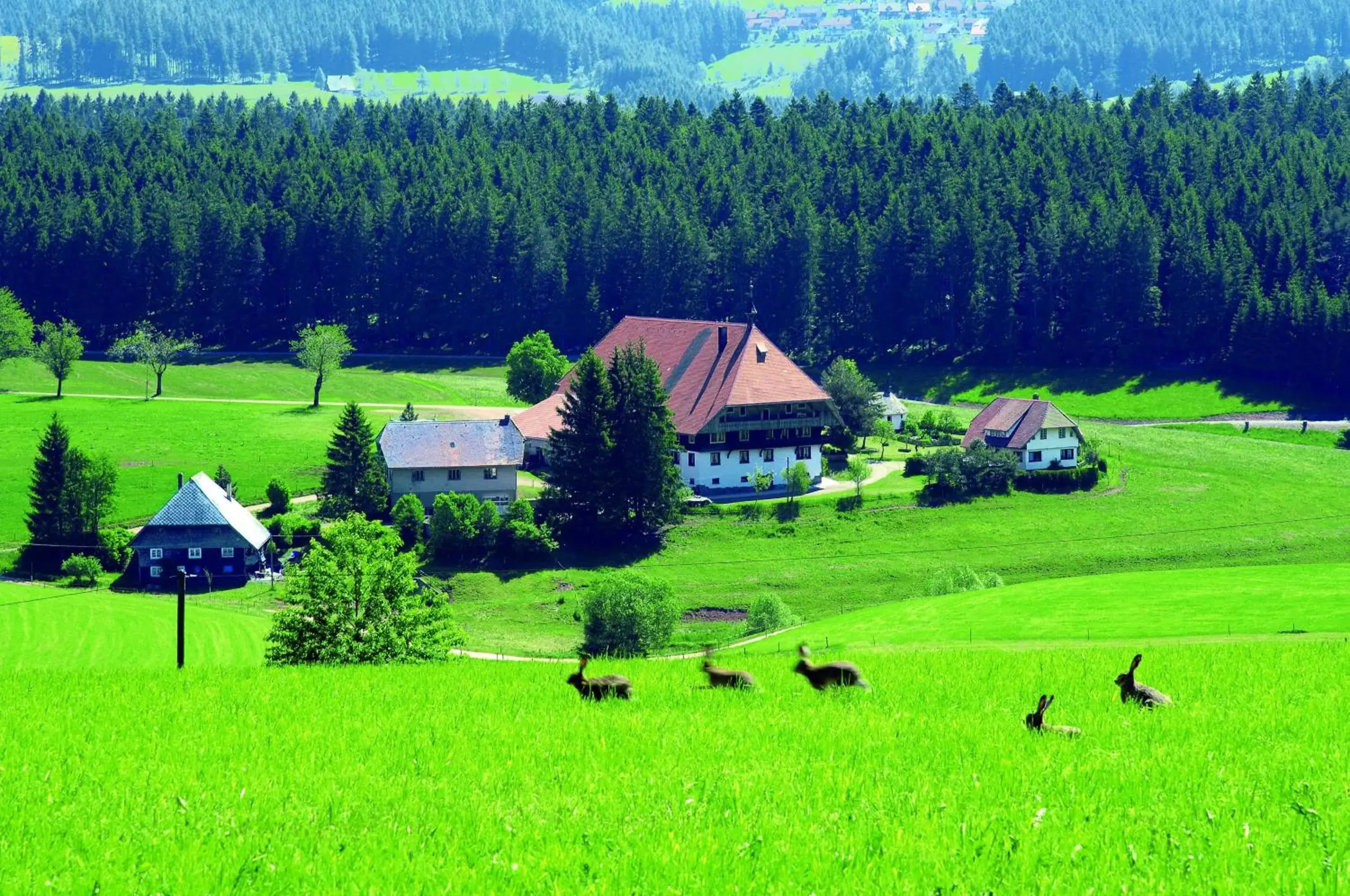 Hiking, Bird's-eye View in Best Western Plus Schwarzwald Residenz