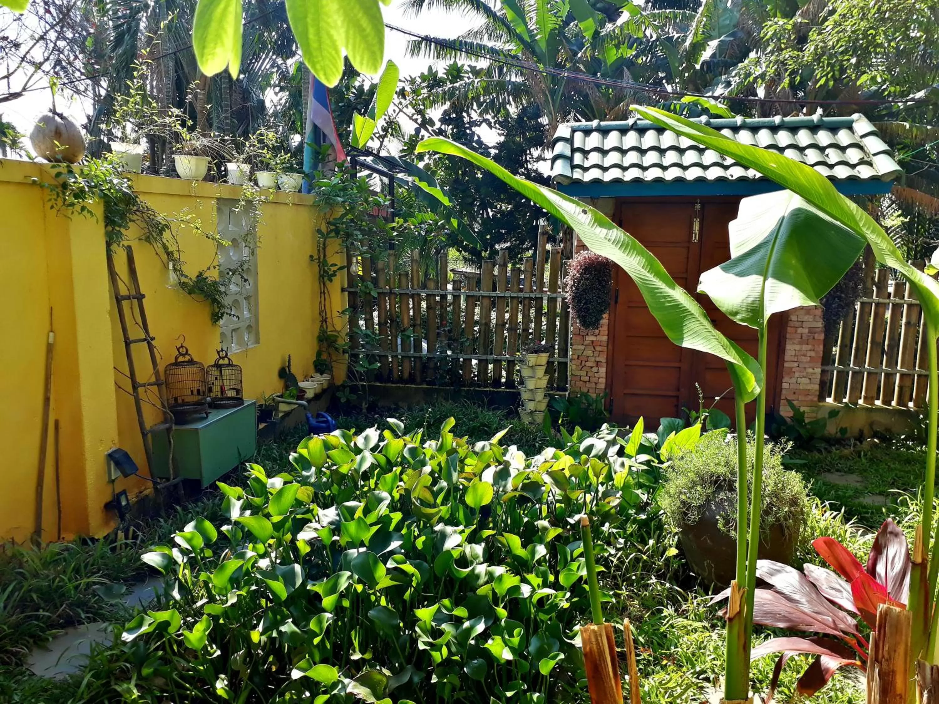 Garden in Pink Tulip Hoi An