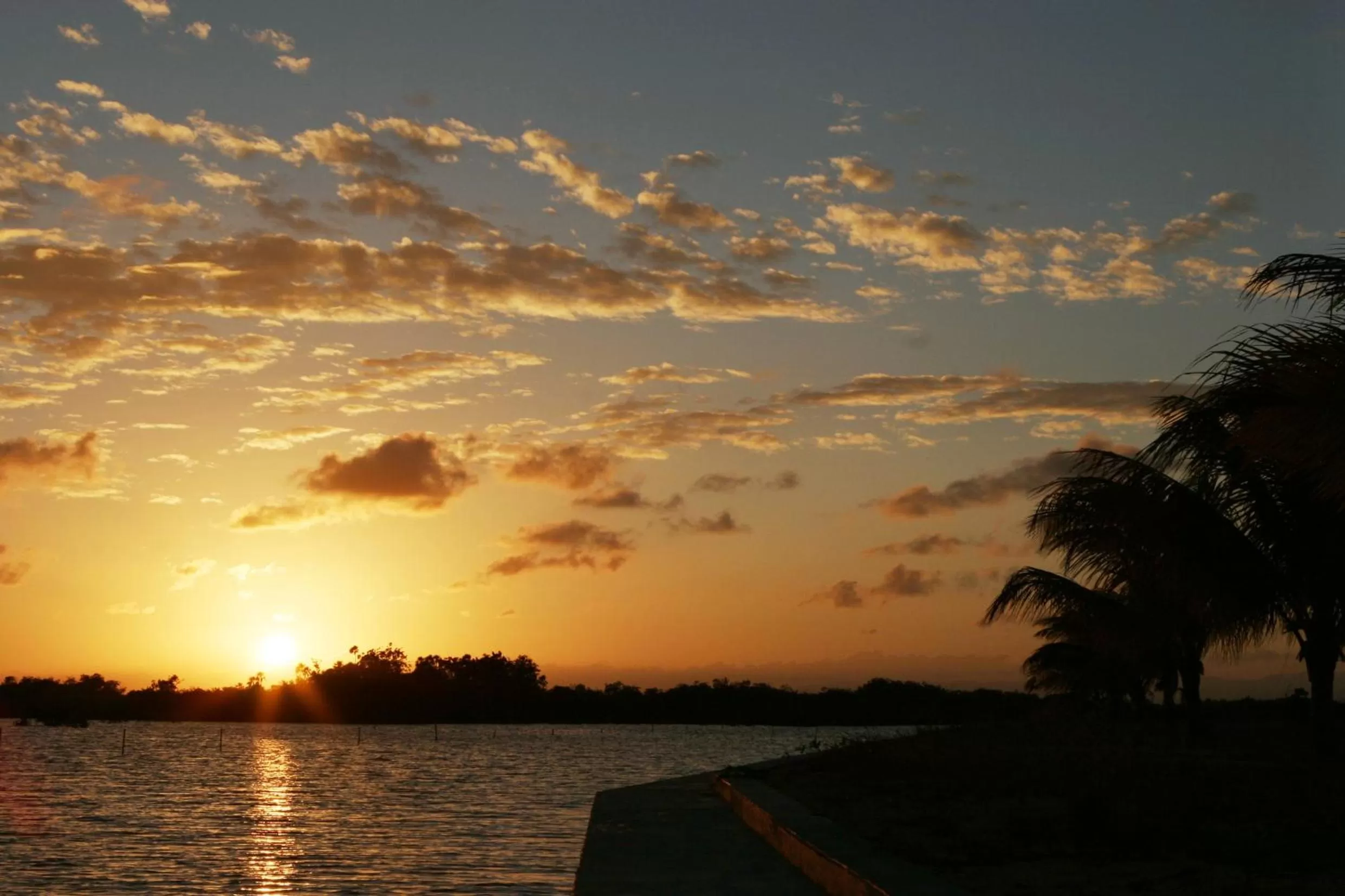 Night in Wild Orchid