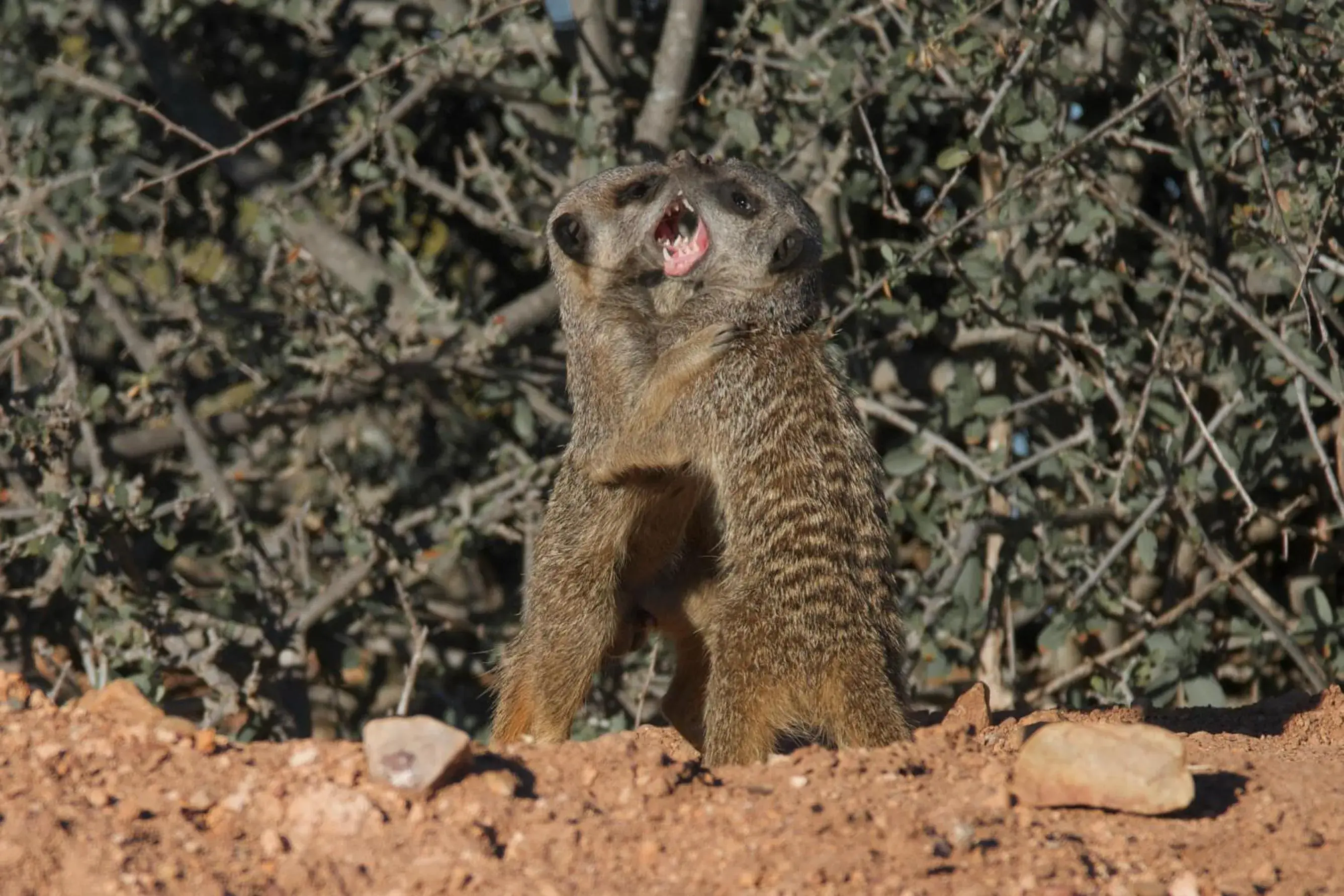 Activities, Other Animals in Buffelsdrift Game Lodge