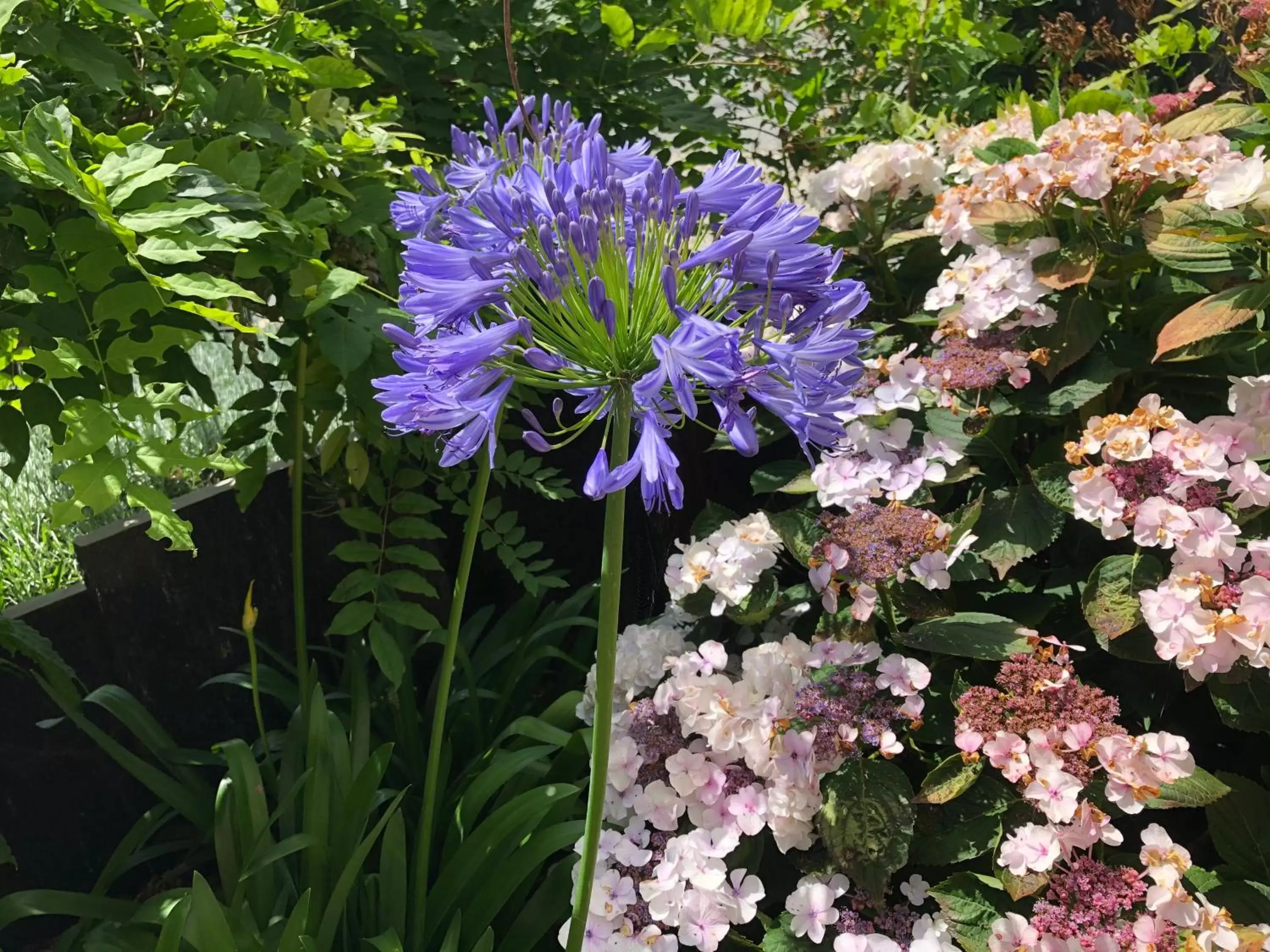 Garden in ardoises et agapanthes