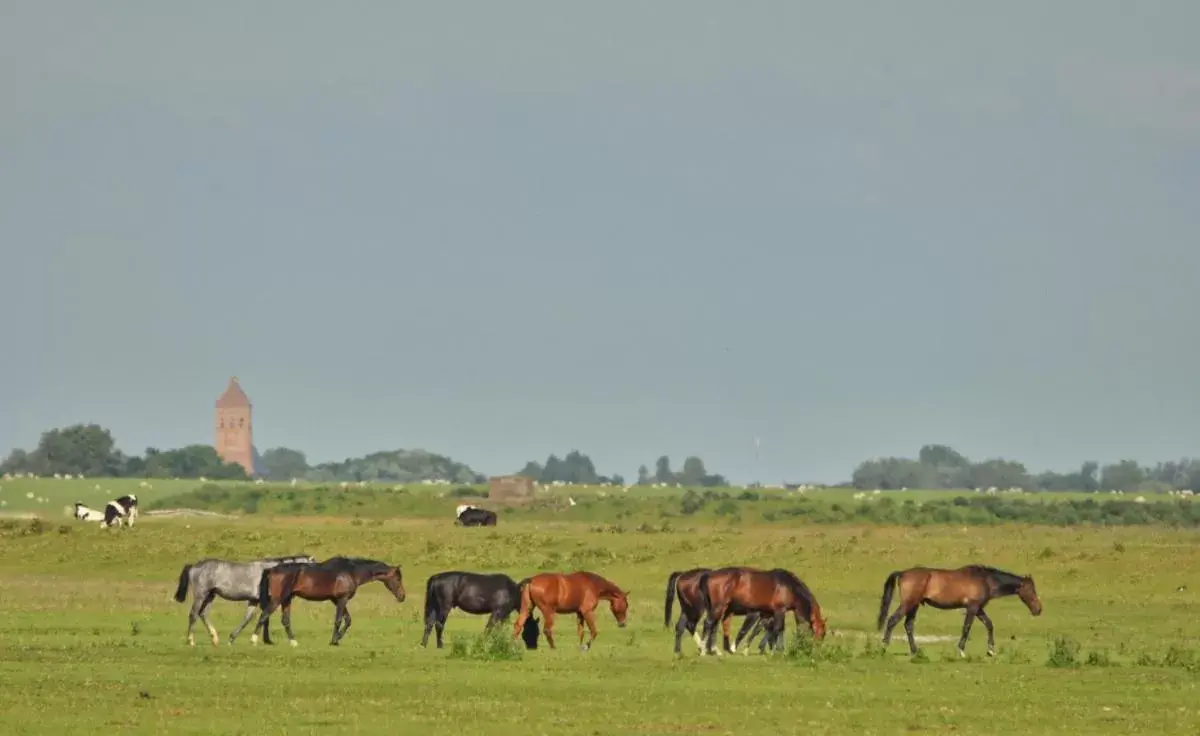 Natural landscape, Other Animals in 't Laaisterplakky