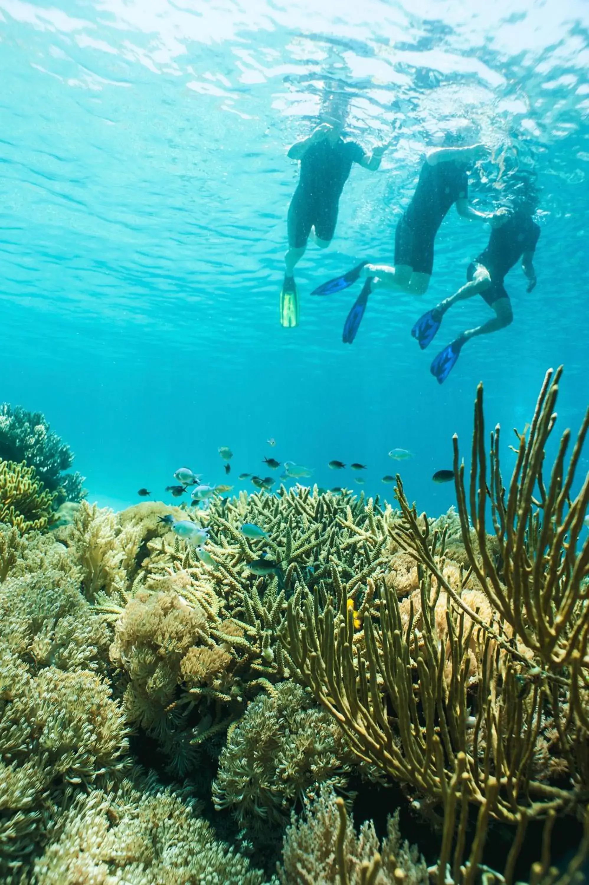 Snorkeling in Kokomo Resort Gili Gede