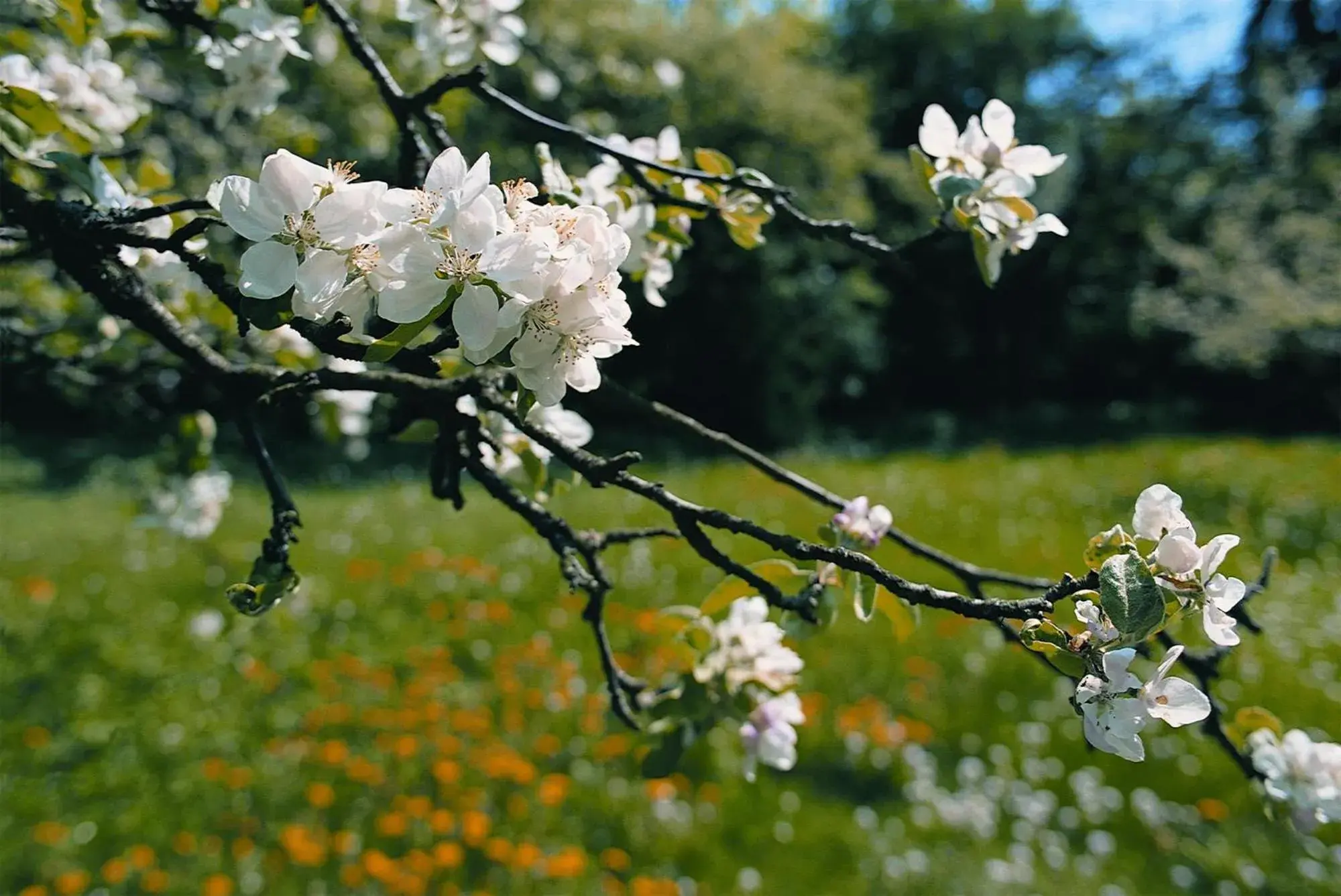 Natural landscape in Gardenhotel Premstaller