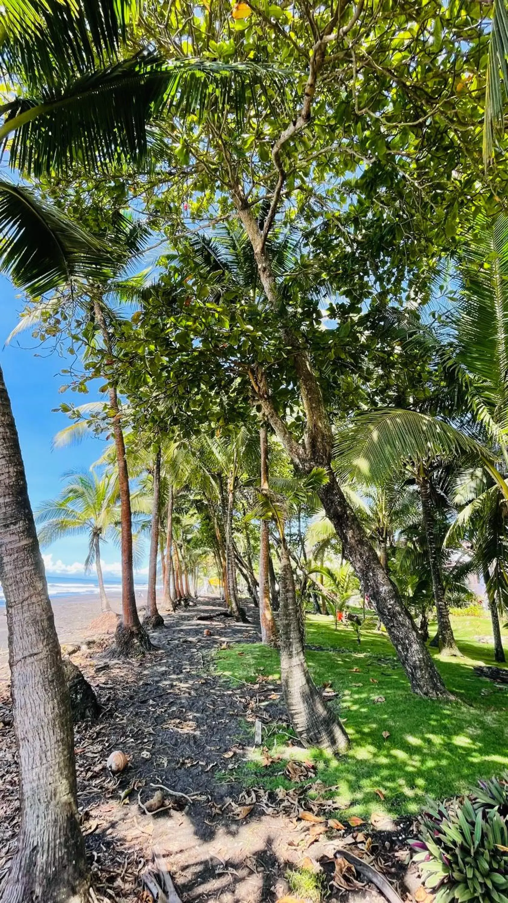 Nearby landmark, Garden in Hotel Beachfront Vista Hermosa