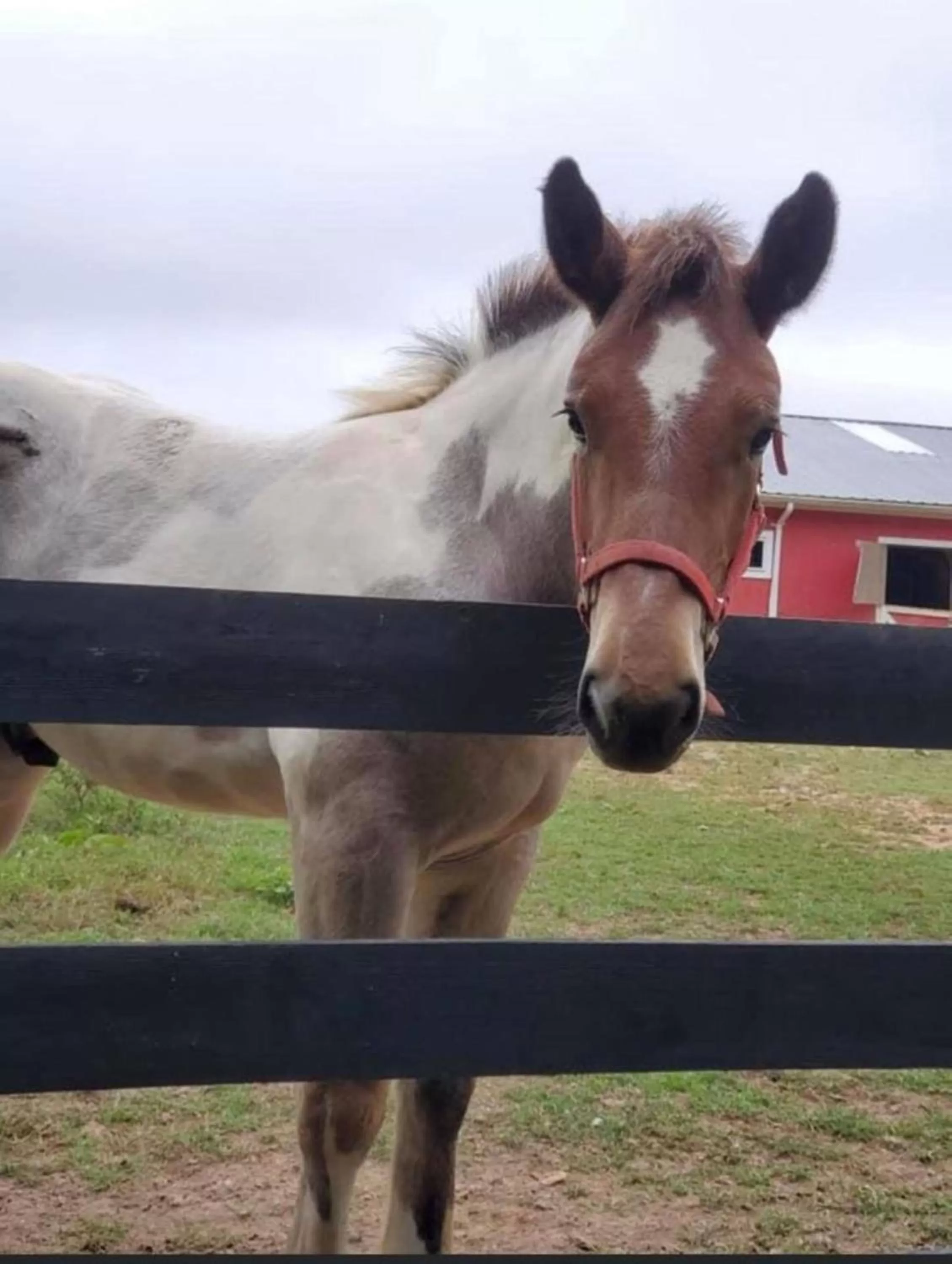 Horse-riding in Bluegreen Vacations Shenandoah Crossing, an Ascend Collection Resort