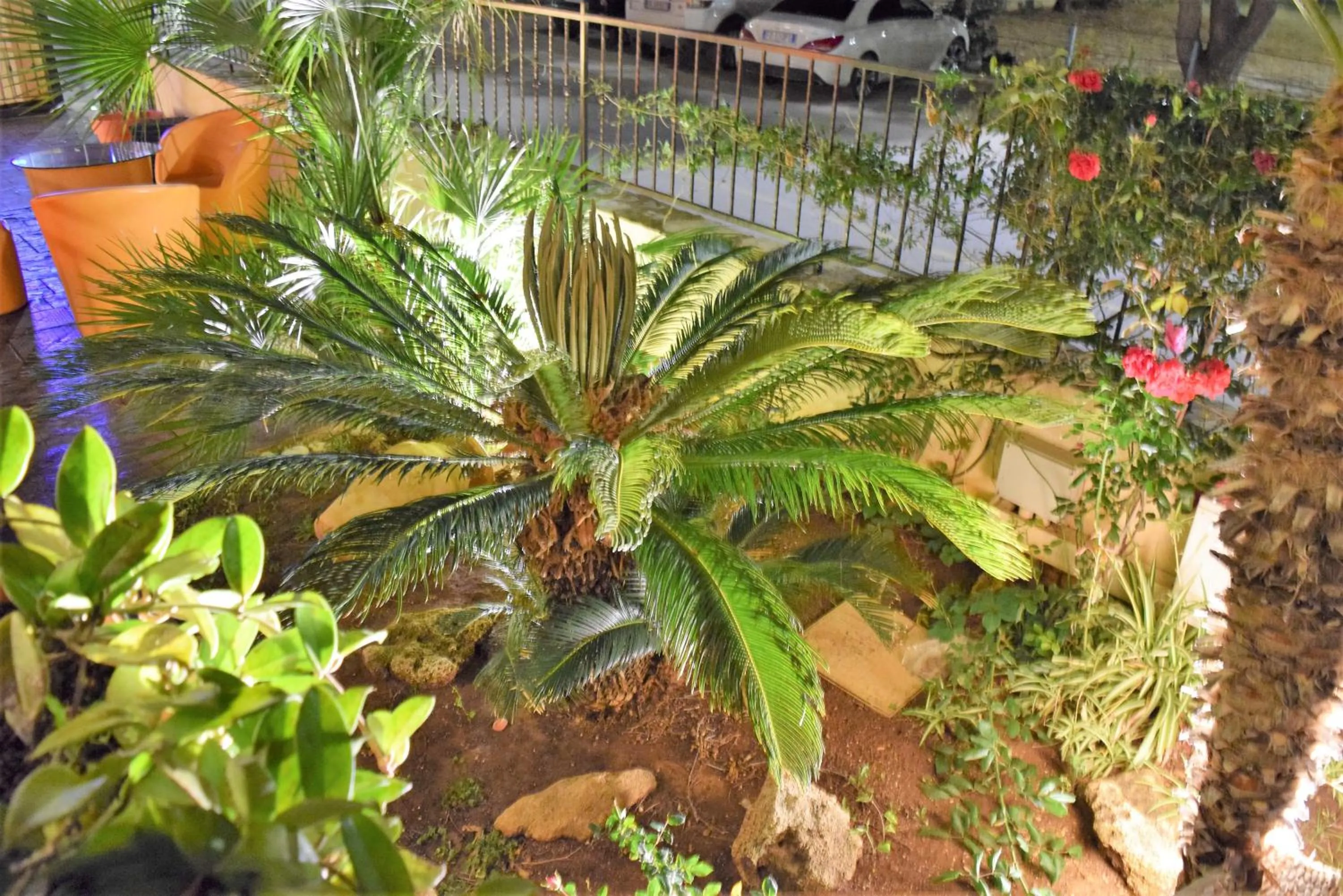 Garden in Hotel Iride by Marino Tourist