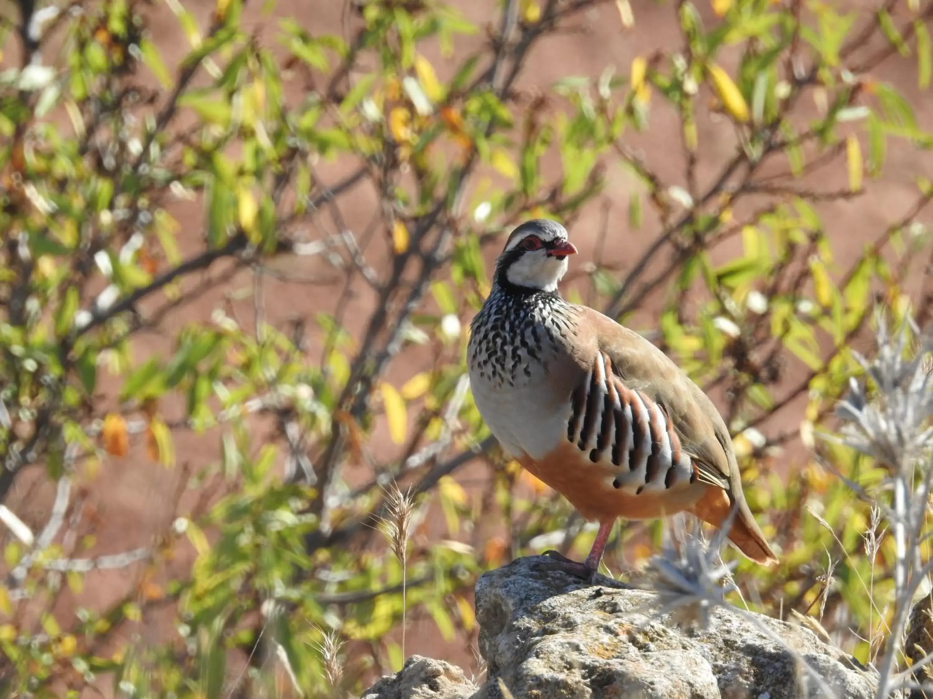 Activities, Other Animals in Finca El Romeral