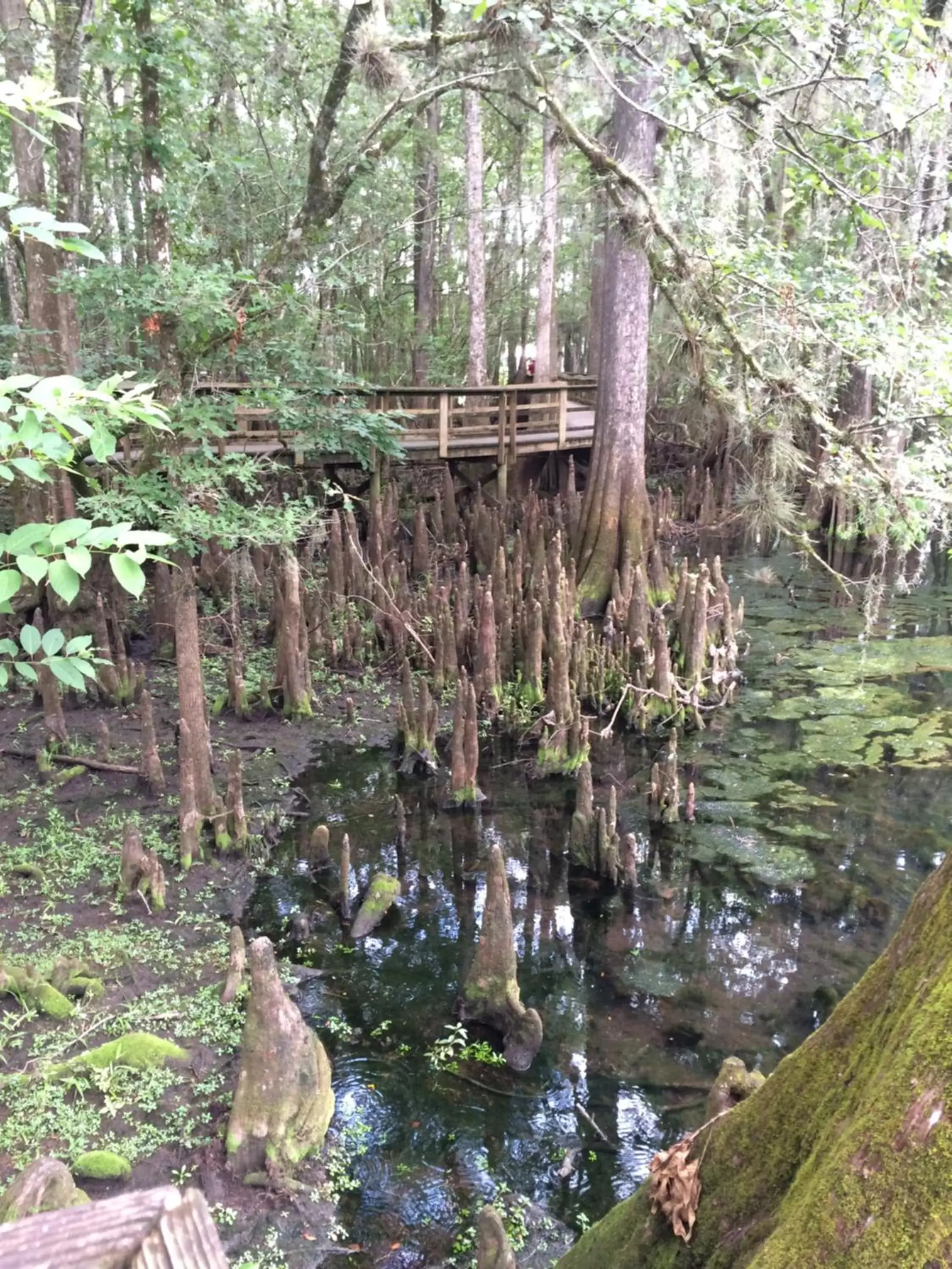 Hiking, Property Building in Steinhatchee River Inn and Marina