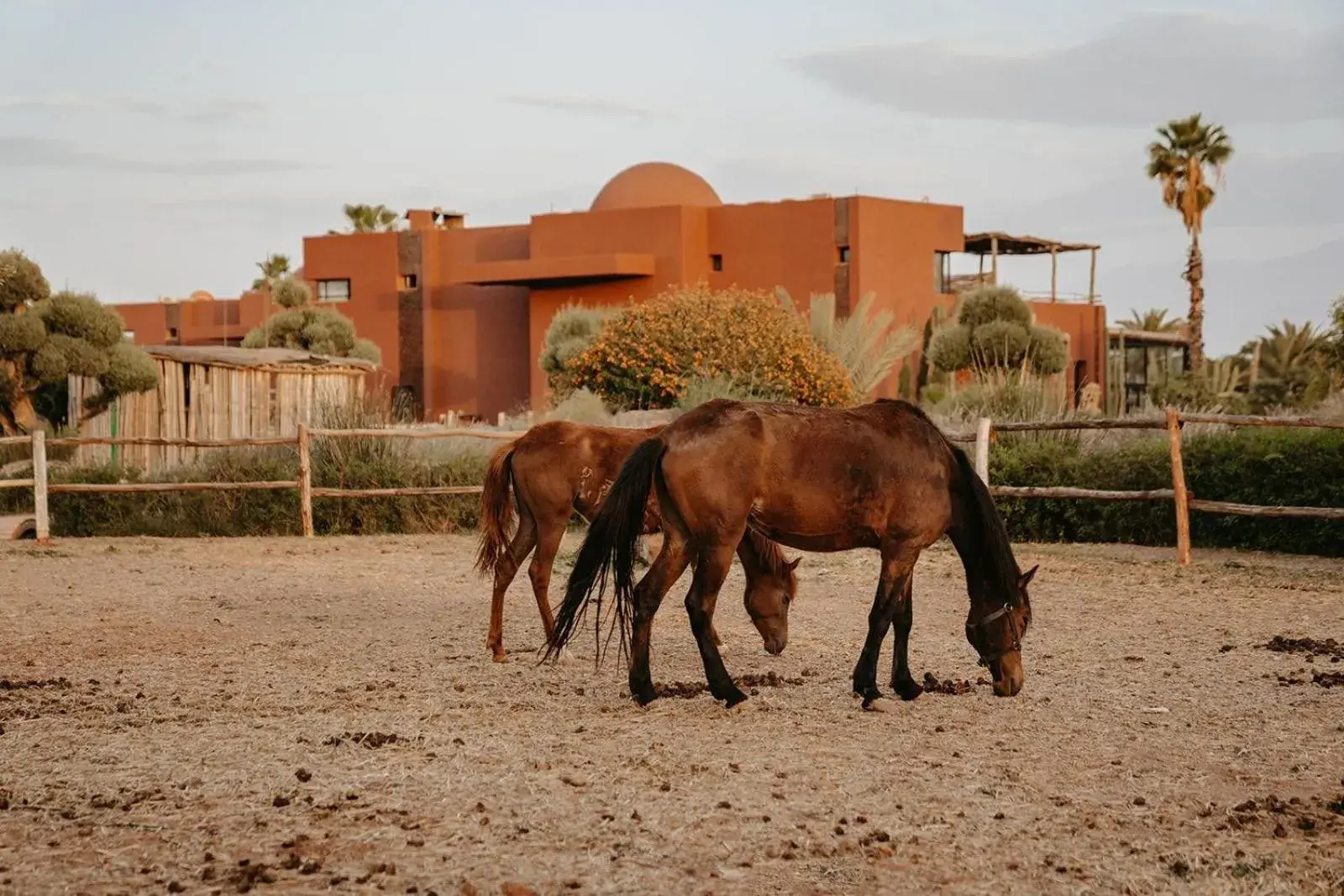 Garden, Other Animals in Fellah Hotel