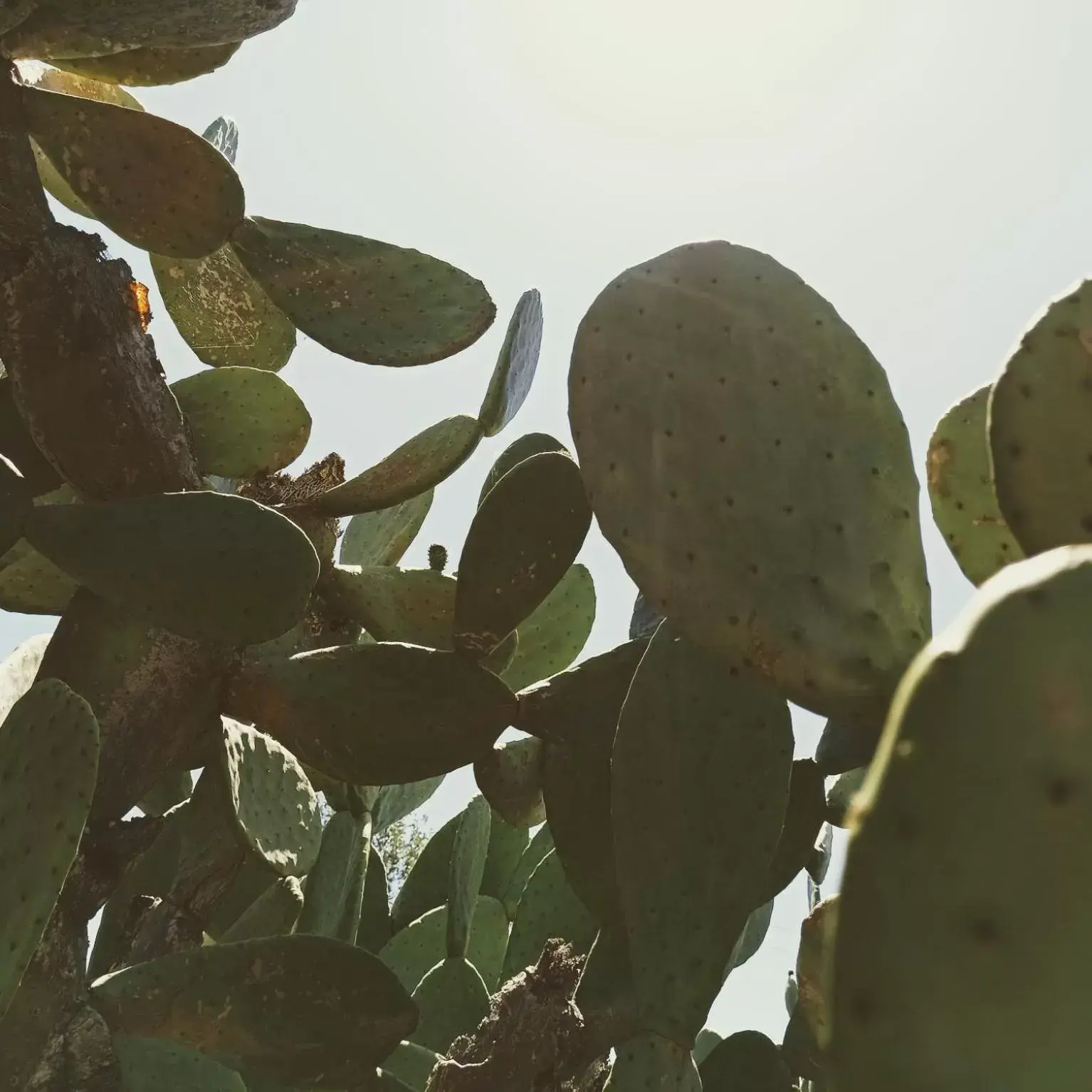 Natural landscape, Food in Masseria LoJazzo