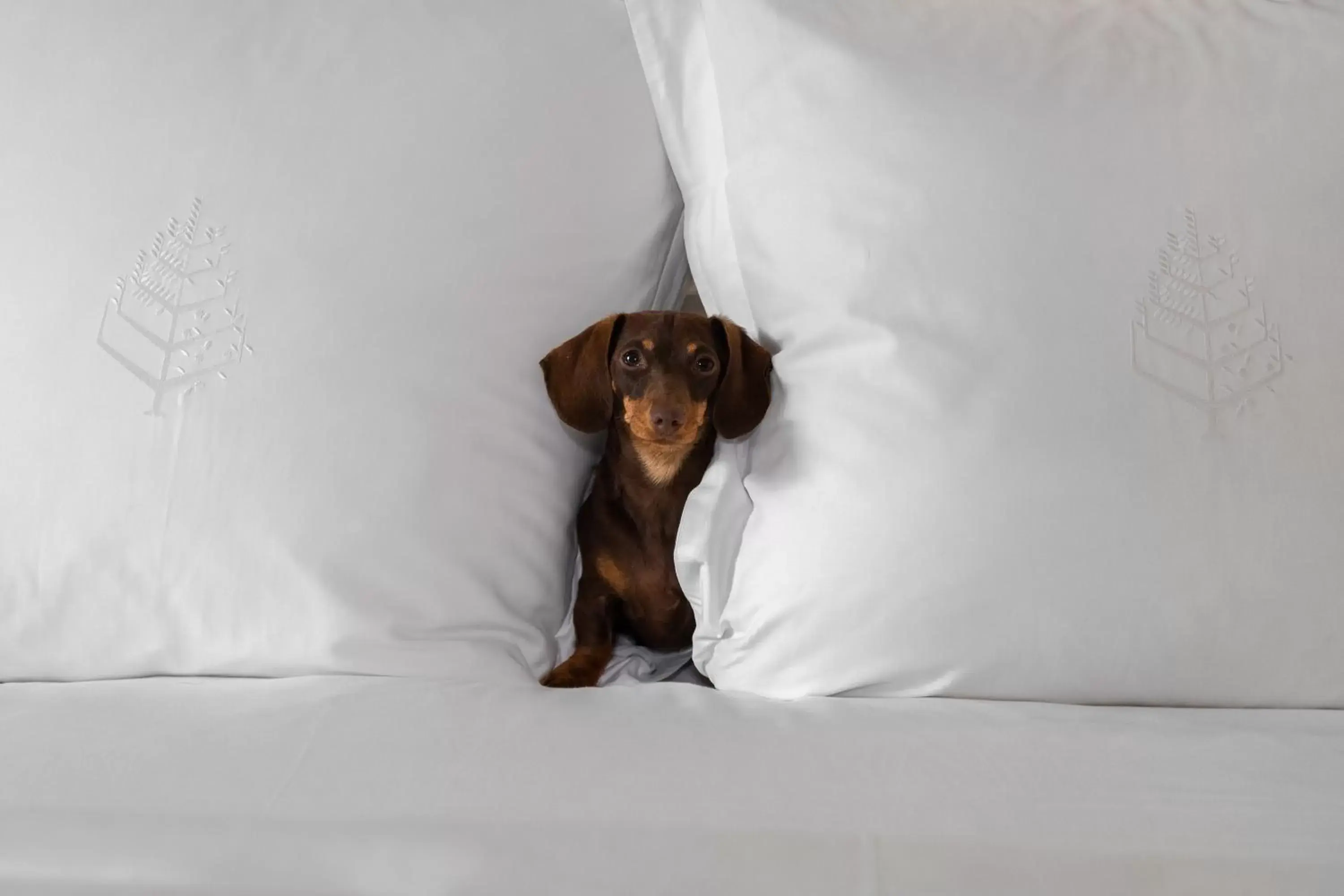 Bed, Pets in Four Seasons Hotel Mexico City
