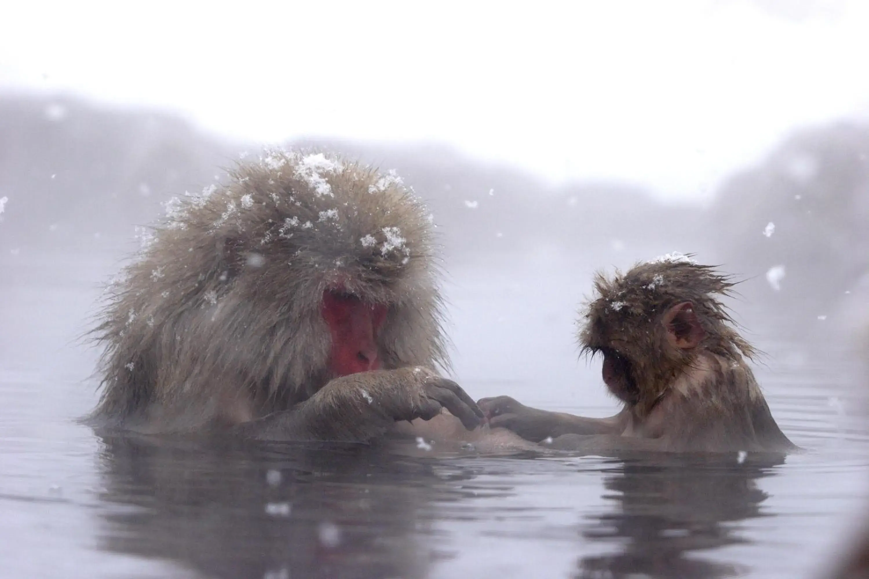 Animals, Guests in Yudanaka Onsen Shimaya