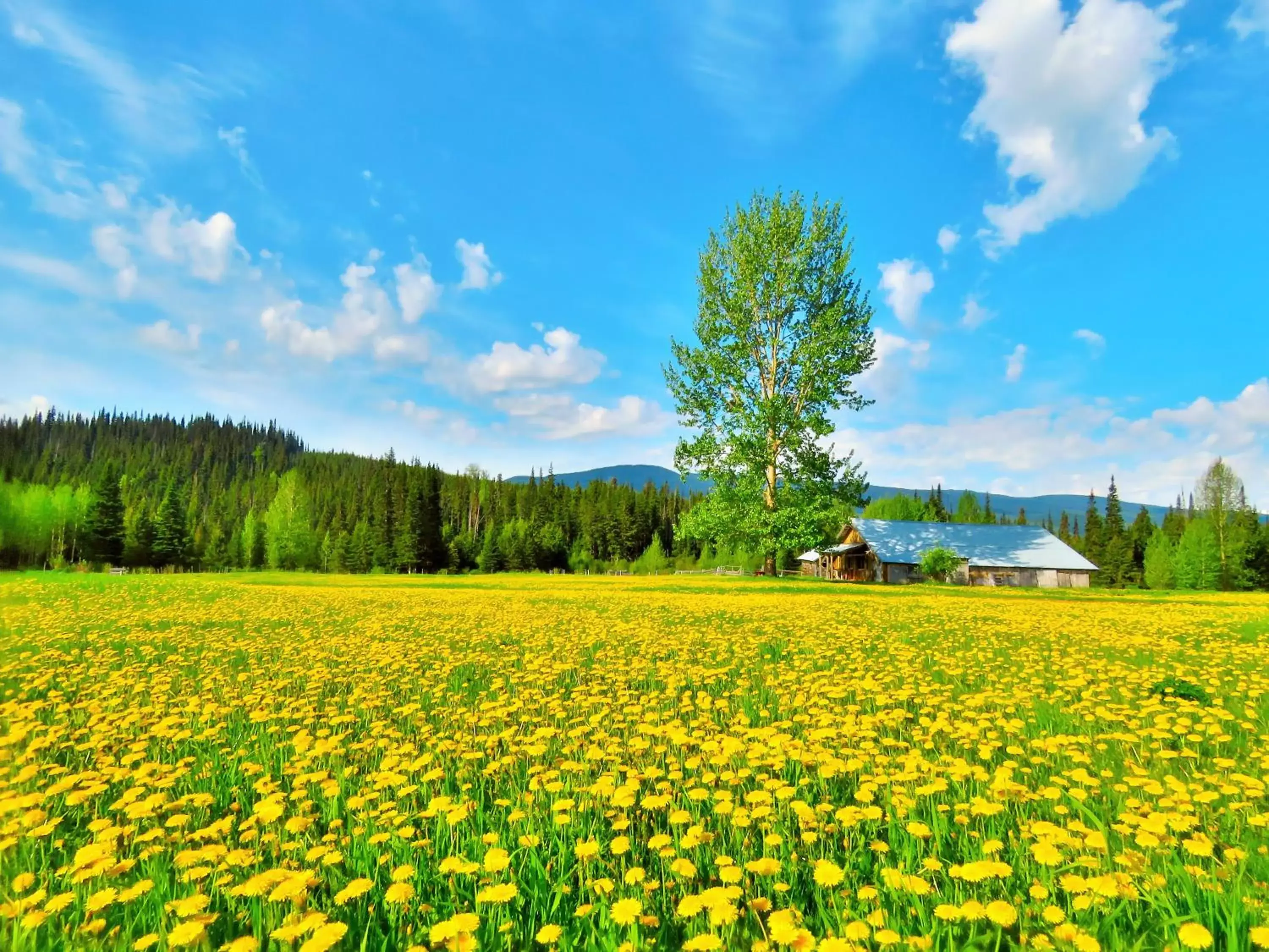 Natural landscape in Rocky Ridge Resort-BC