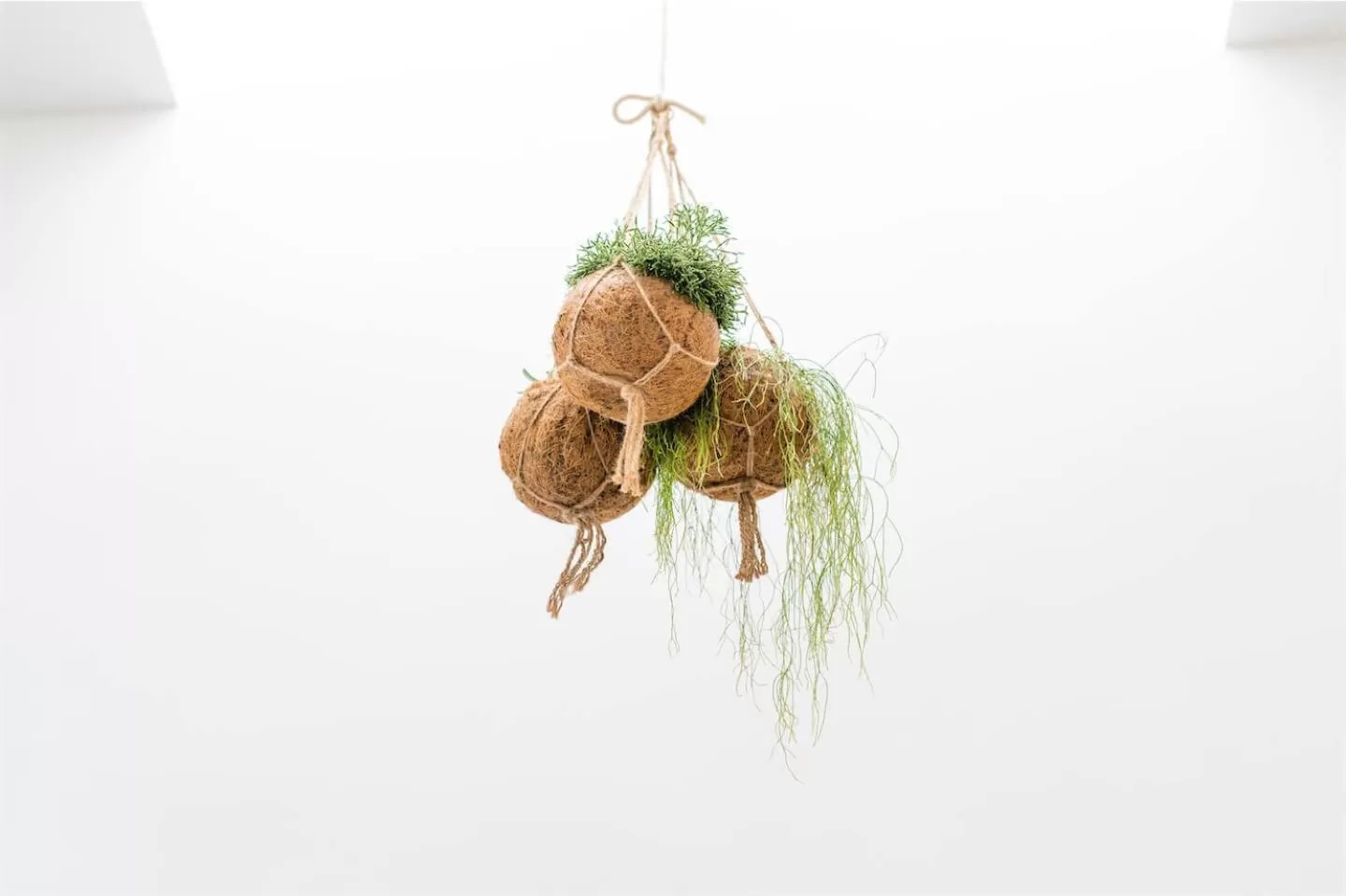 Decorative detail, Other Animals in Le Porte di Partenope