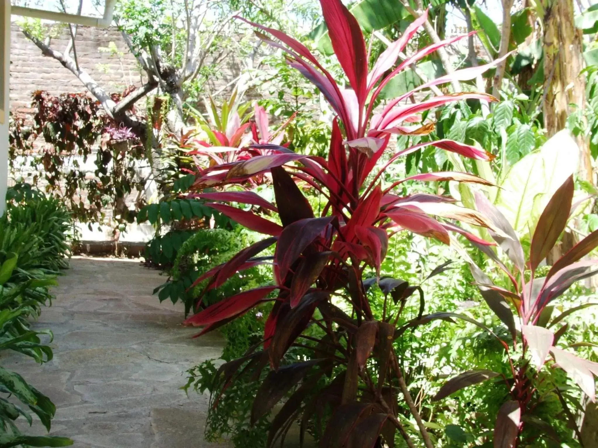 Garden in Hotel Casa Barcelona