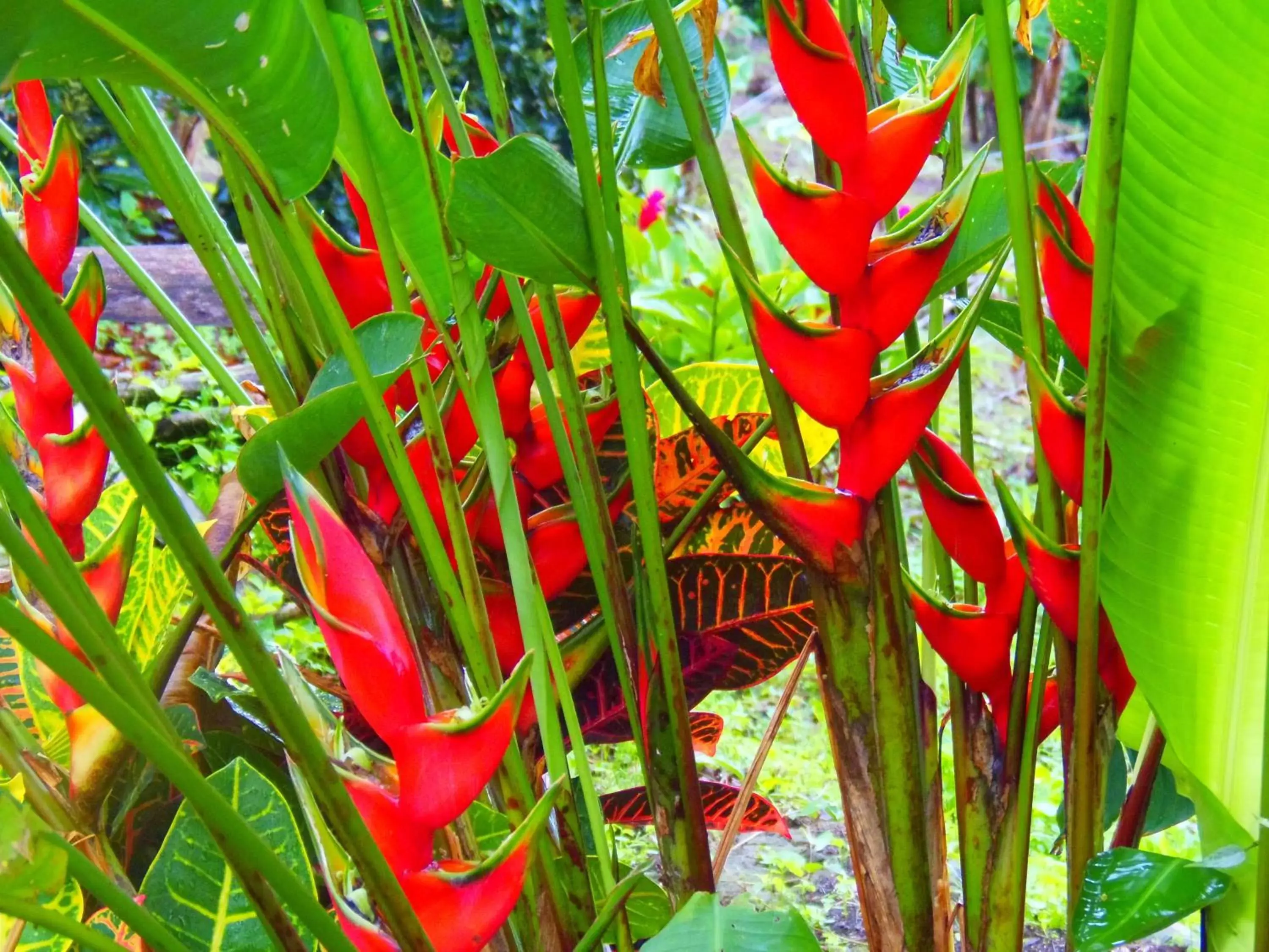 Garden in Hotel Heliconias Nature Inn & Hot Springs