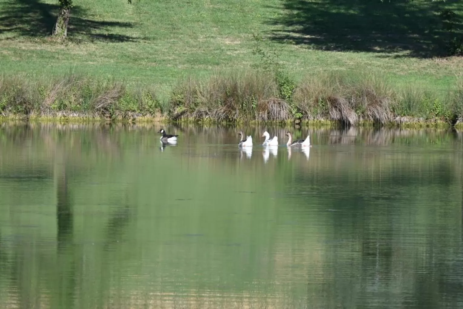 Lake view, Other Animals in Domaine de Boulouch