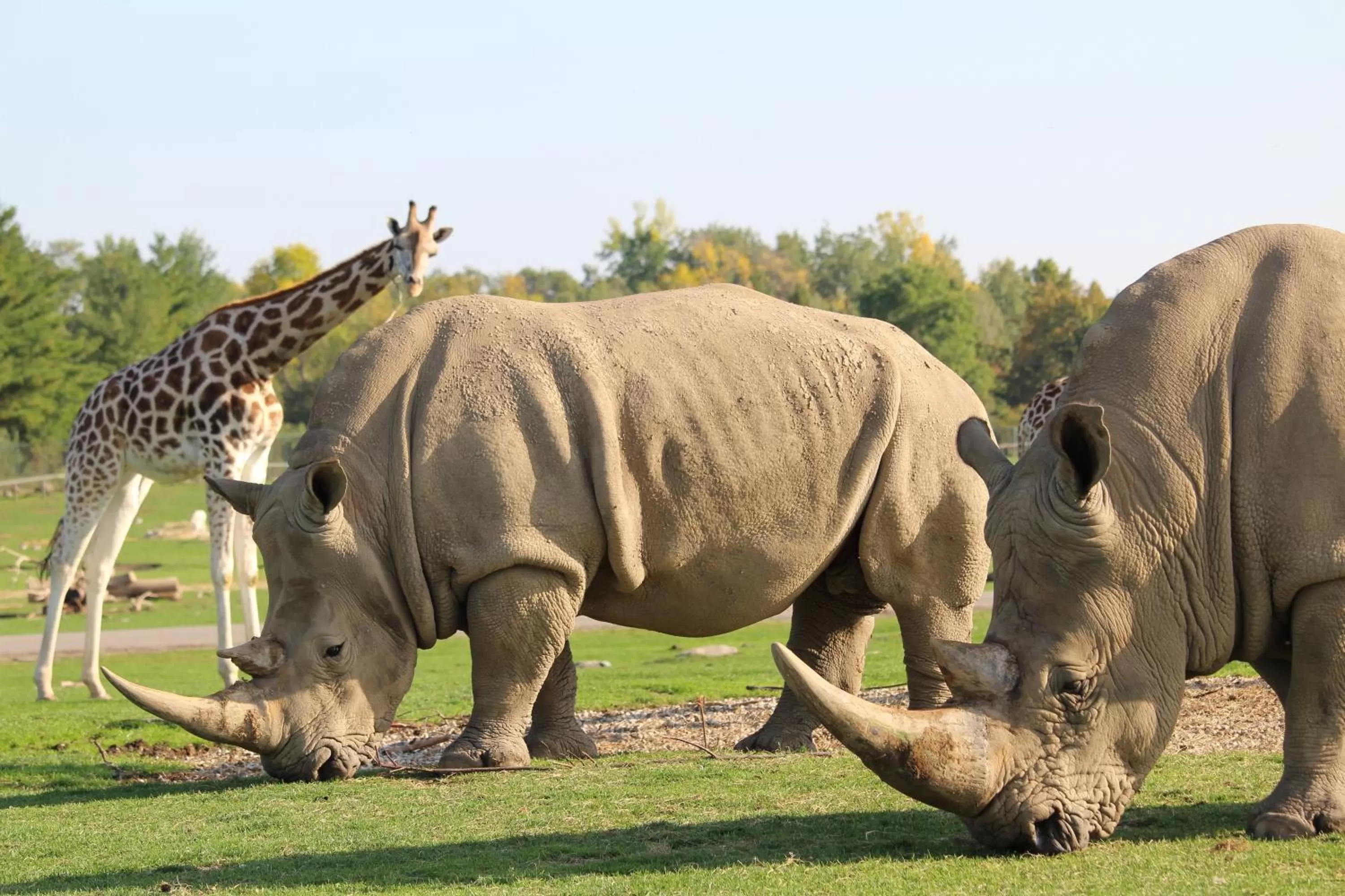 Area and facilities in Staybridge Suites Hamilton - Downtown by IHG