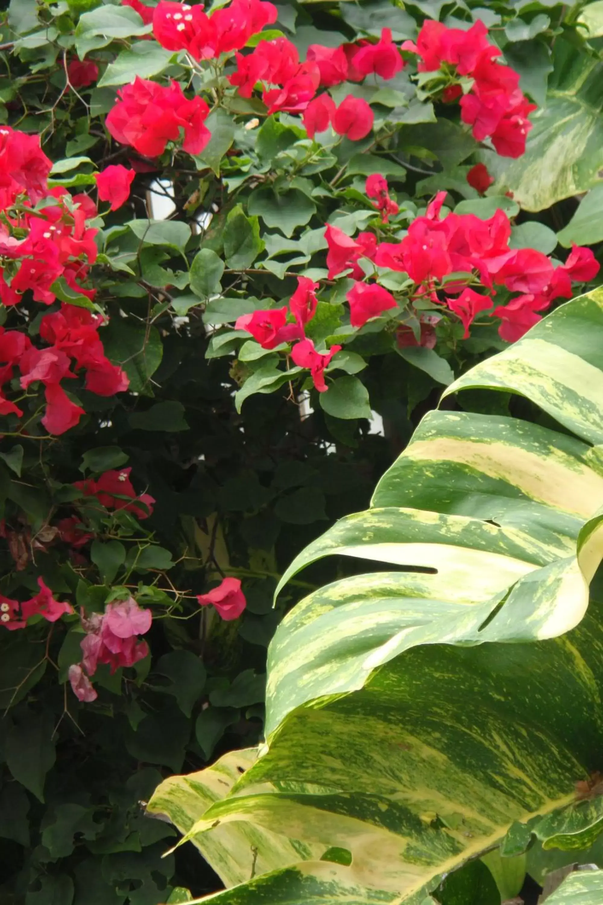 Garden in El Patio Motel