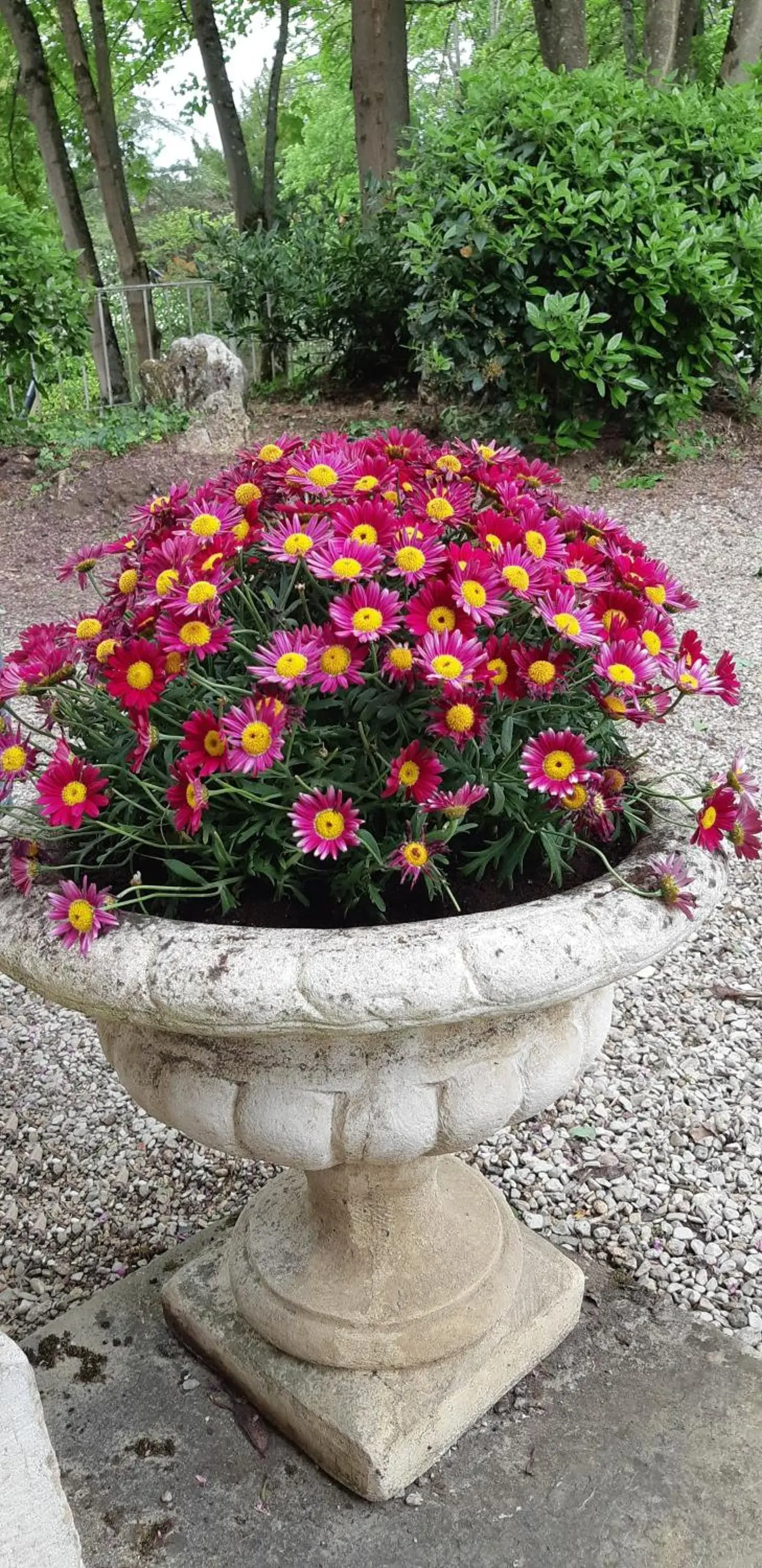 Garden in Hôtel Les Maréchaux