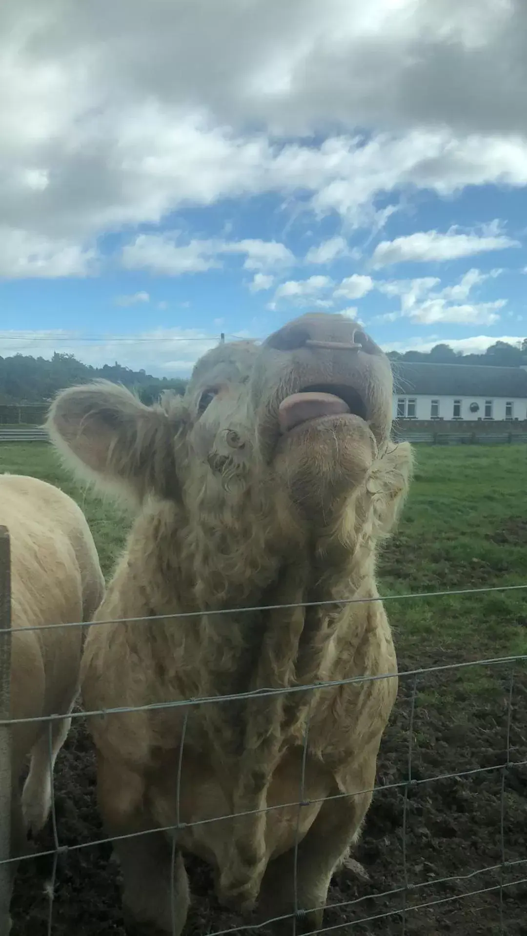 Neighbourhood, Other Animals in Castlecroft Bed and Breakfast