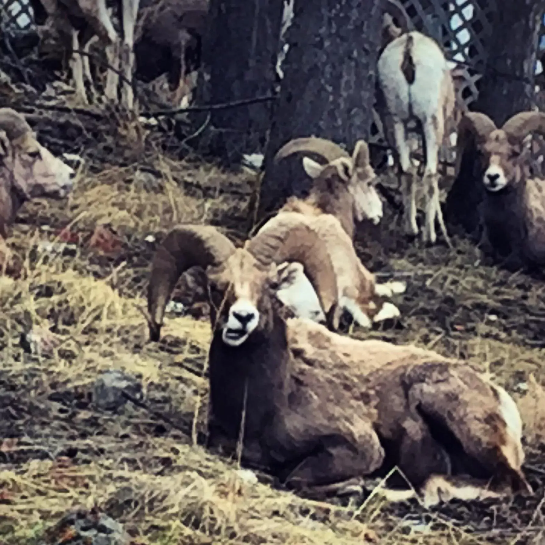 View (from property/room), Other Animals in Misty River Lodge