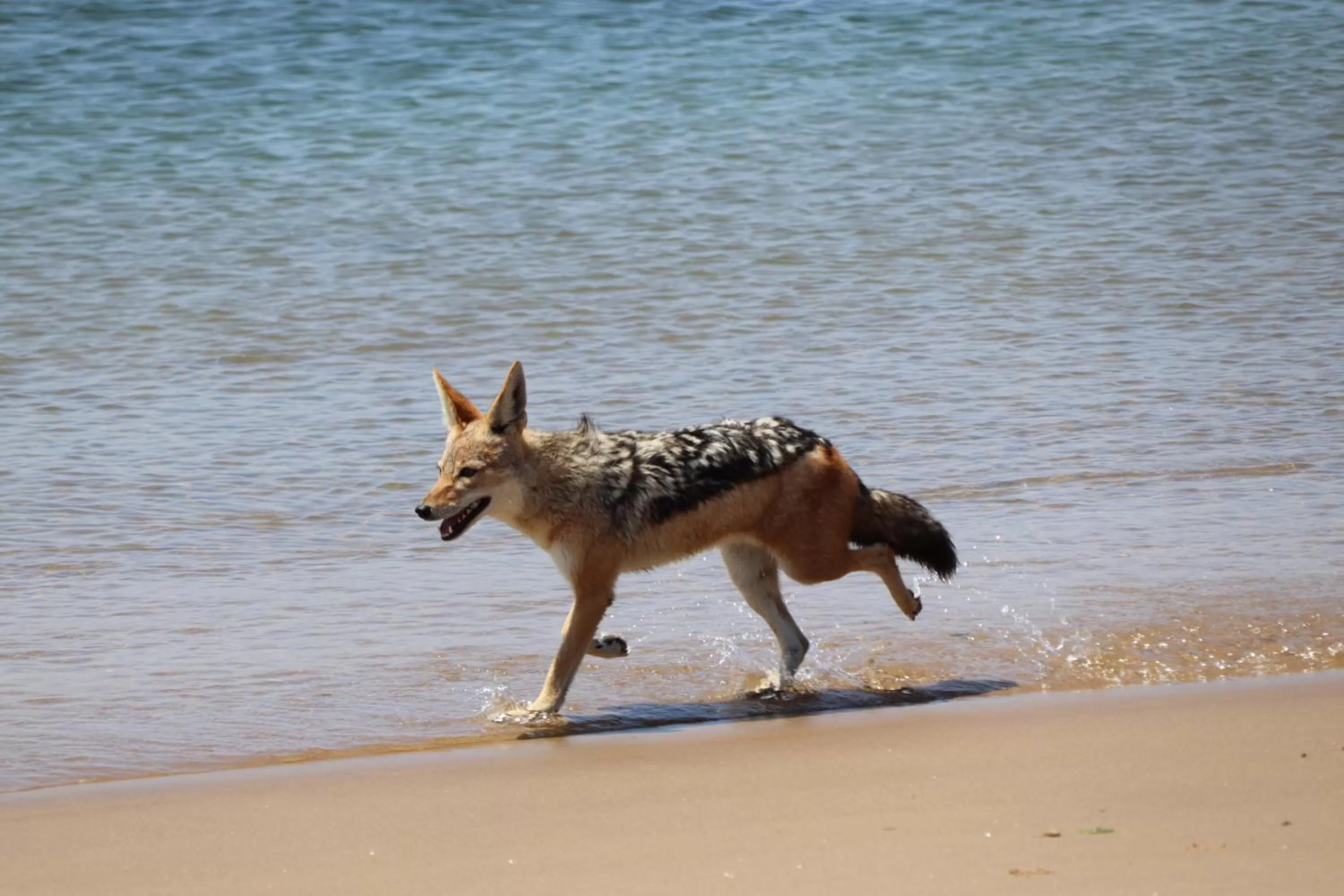 Animals in Sunflower Self-Catering