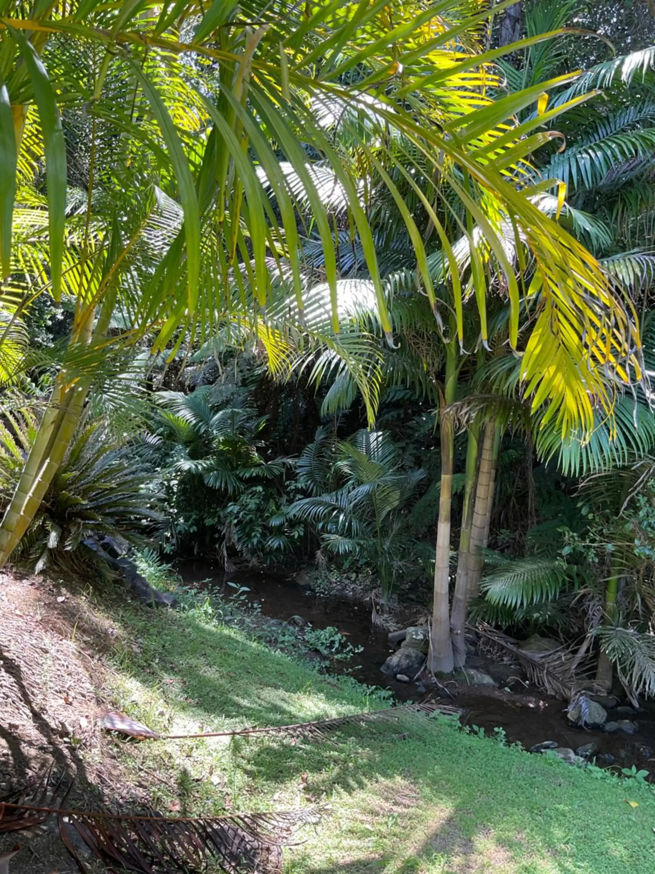 Garden in Private Suite Nautilus Beach Front Resort