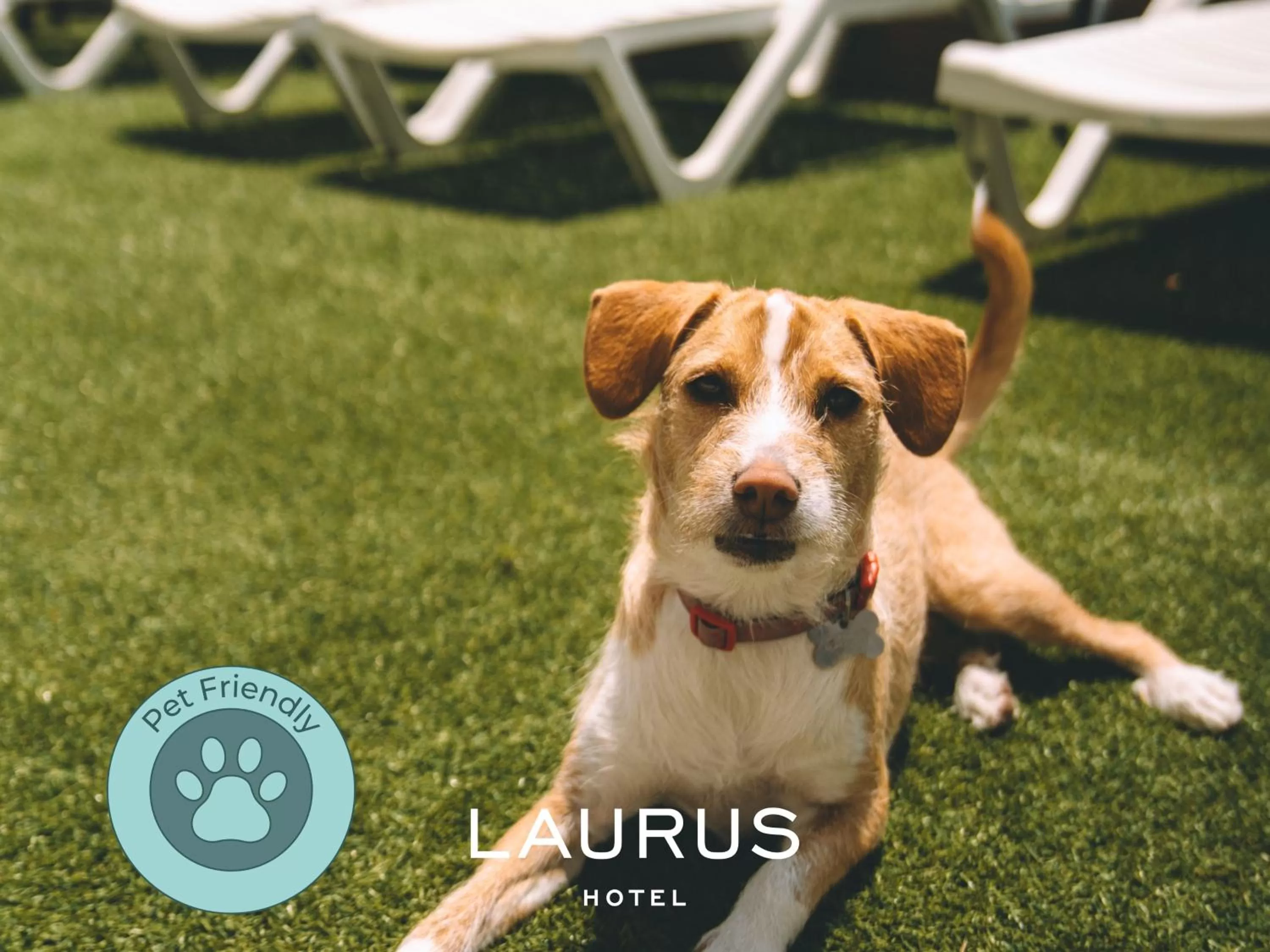 Animals in Laurus Hotel