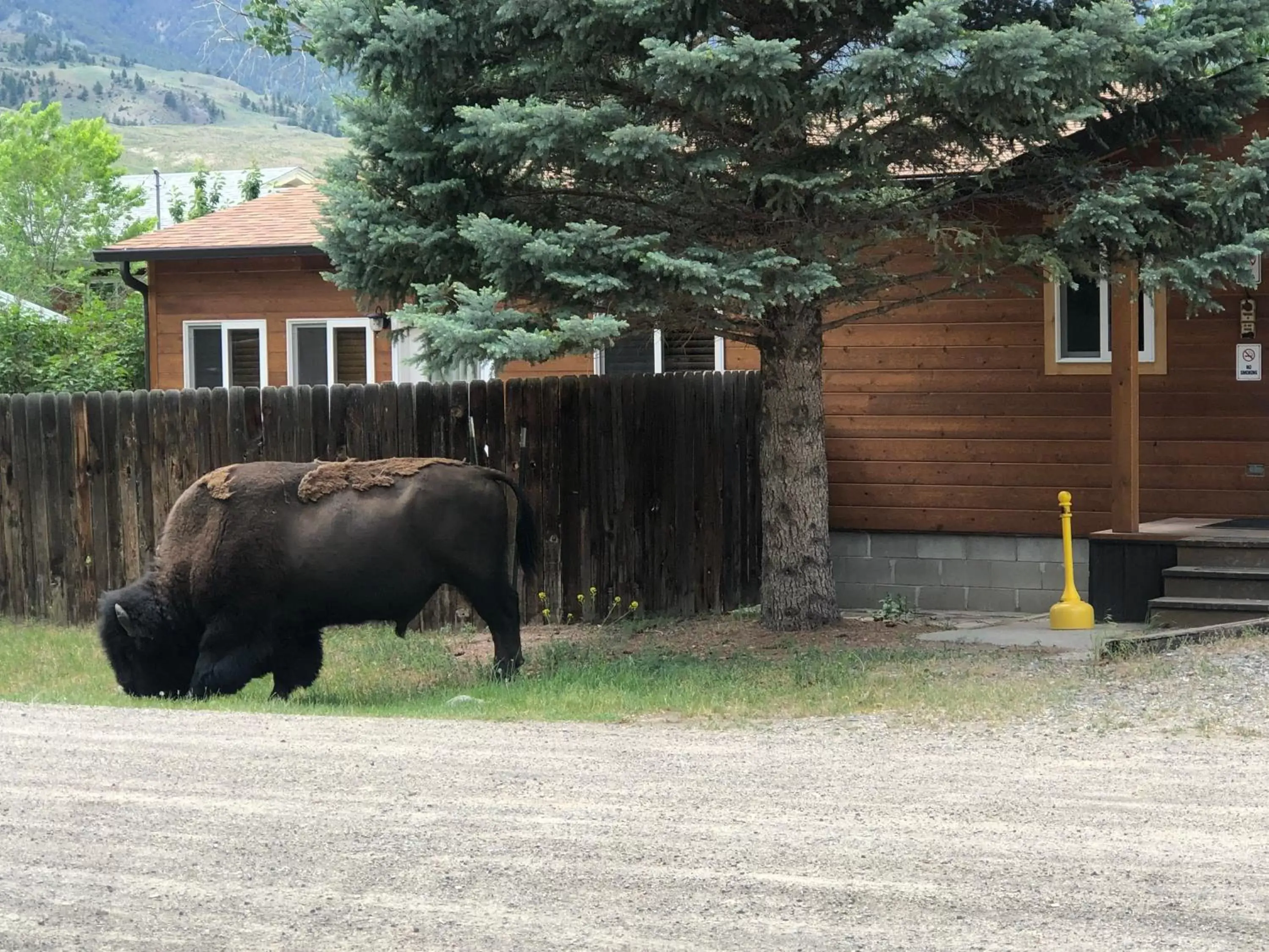 Other Animals in Yellowstone Gateway Inn