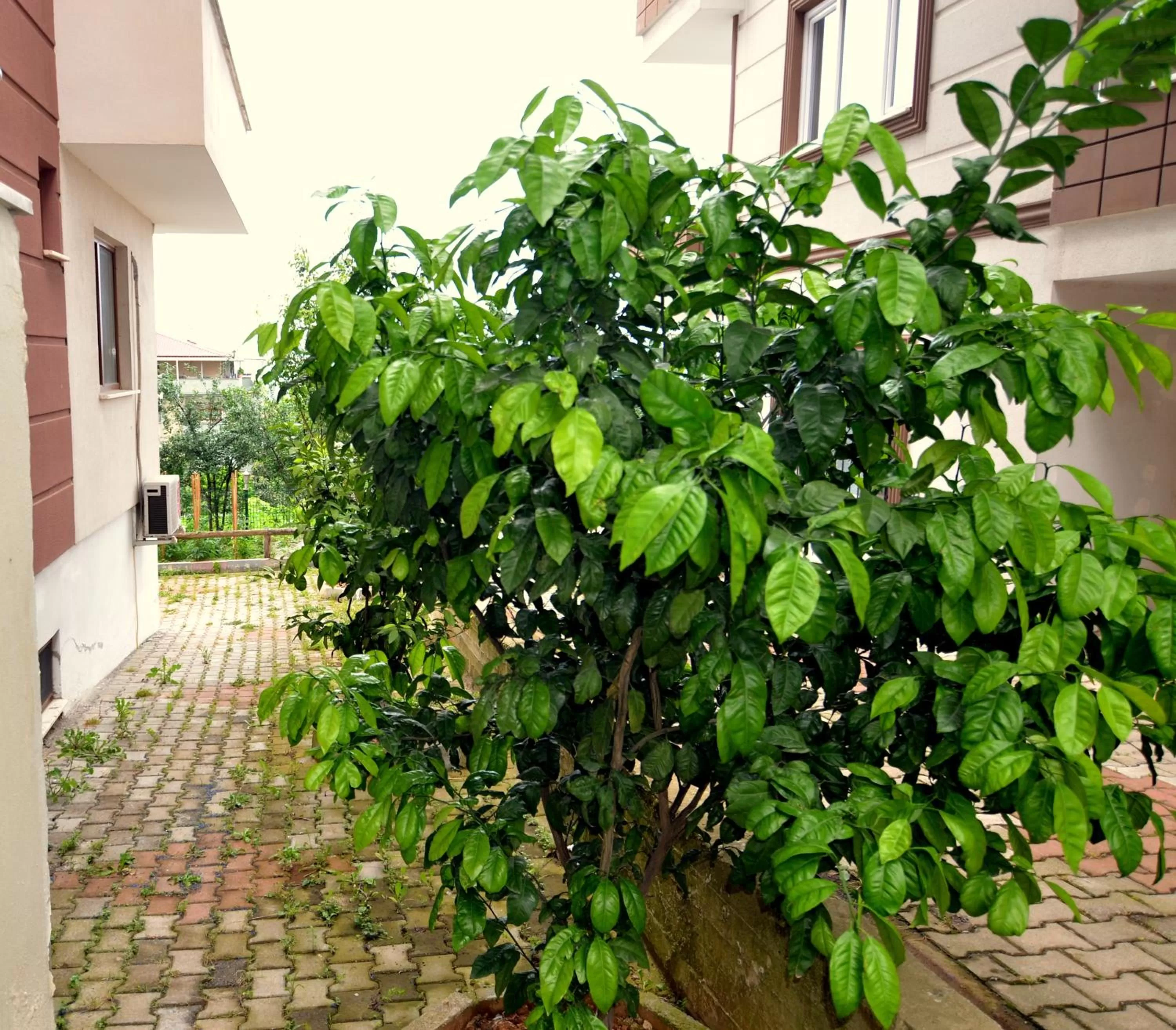 Garden in Konaklar Apart Premium