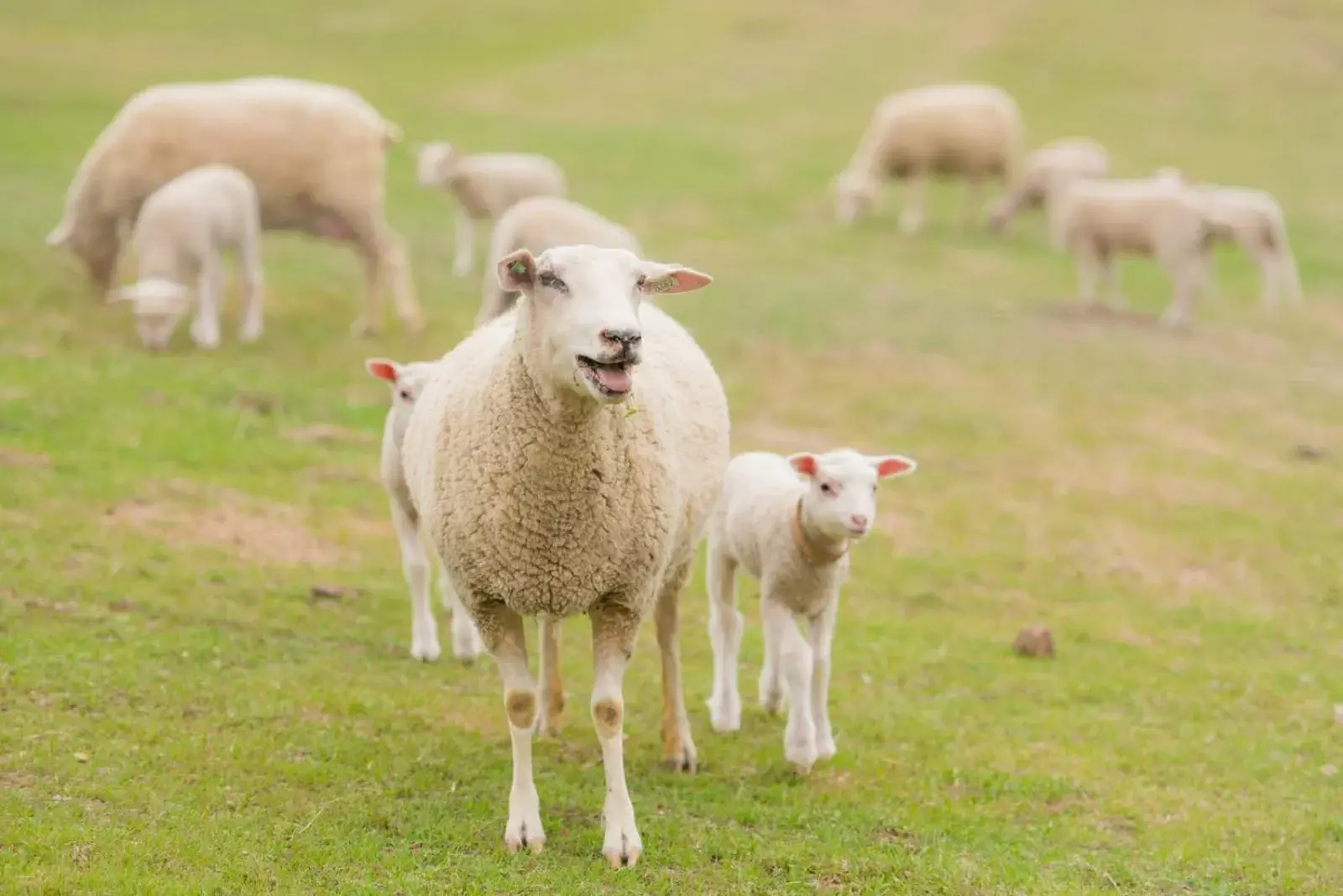 Animals, Other Animals in Rêves de Moutons