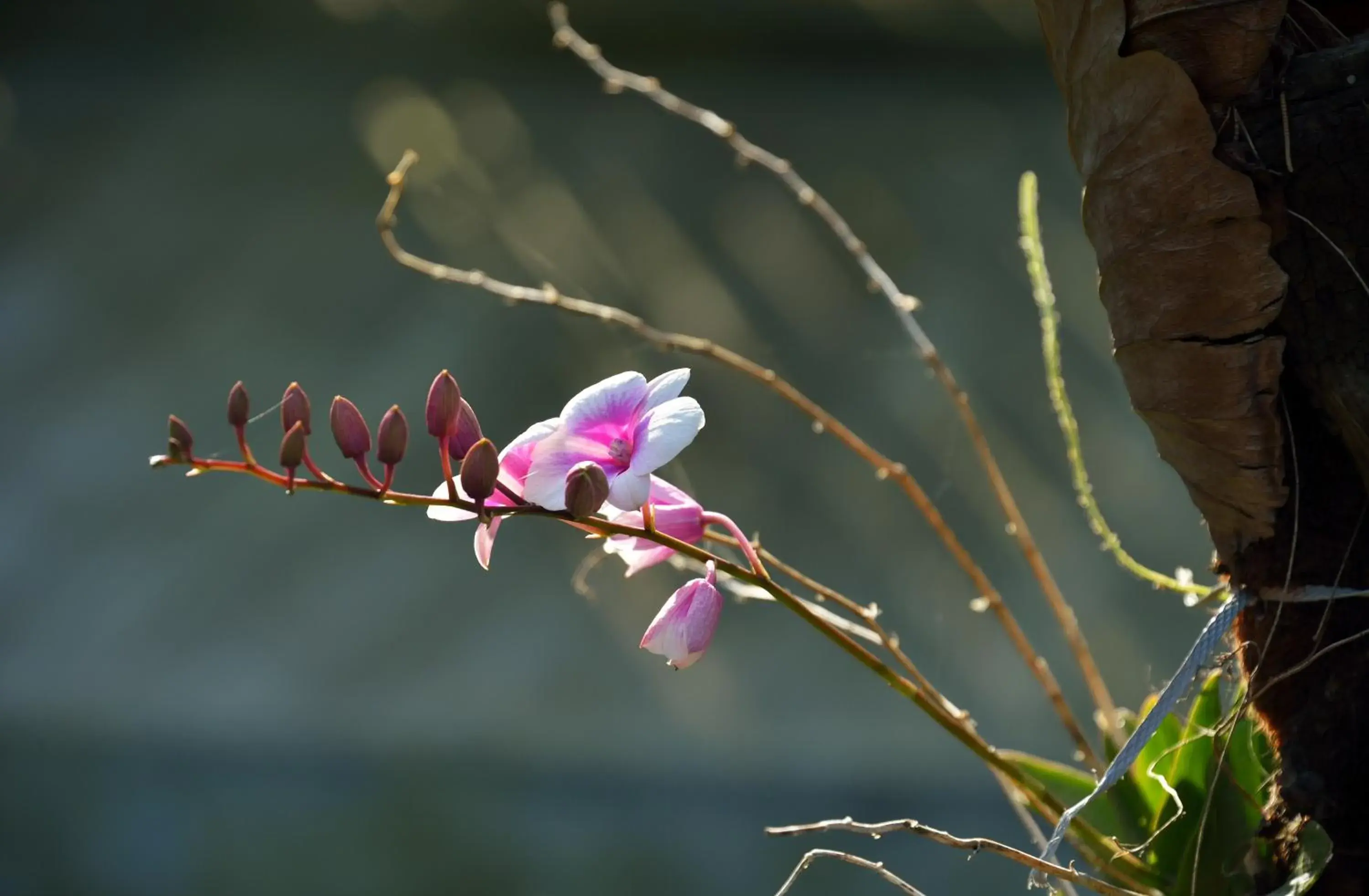 Garden view, Other Animals in Poonsiri Resort Aonang-SHA Extra Plus -FREE SHUTTLE SERVICE TO THE BEACH