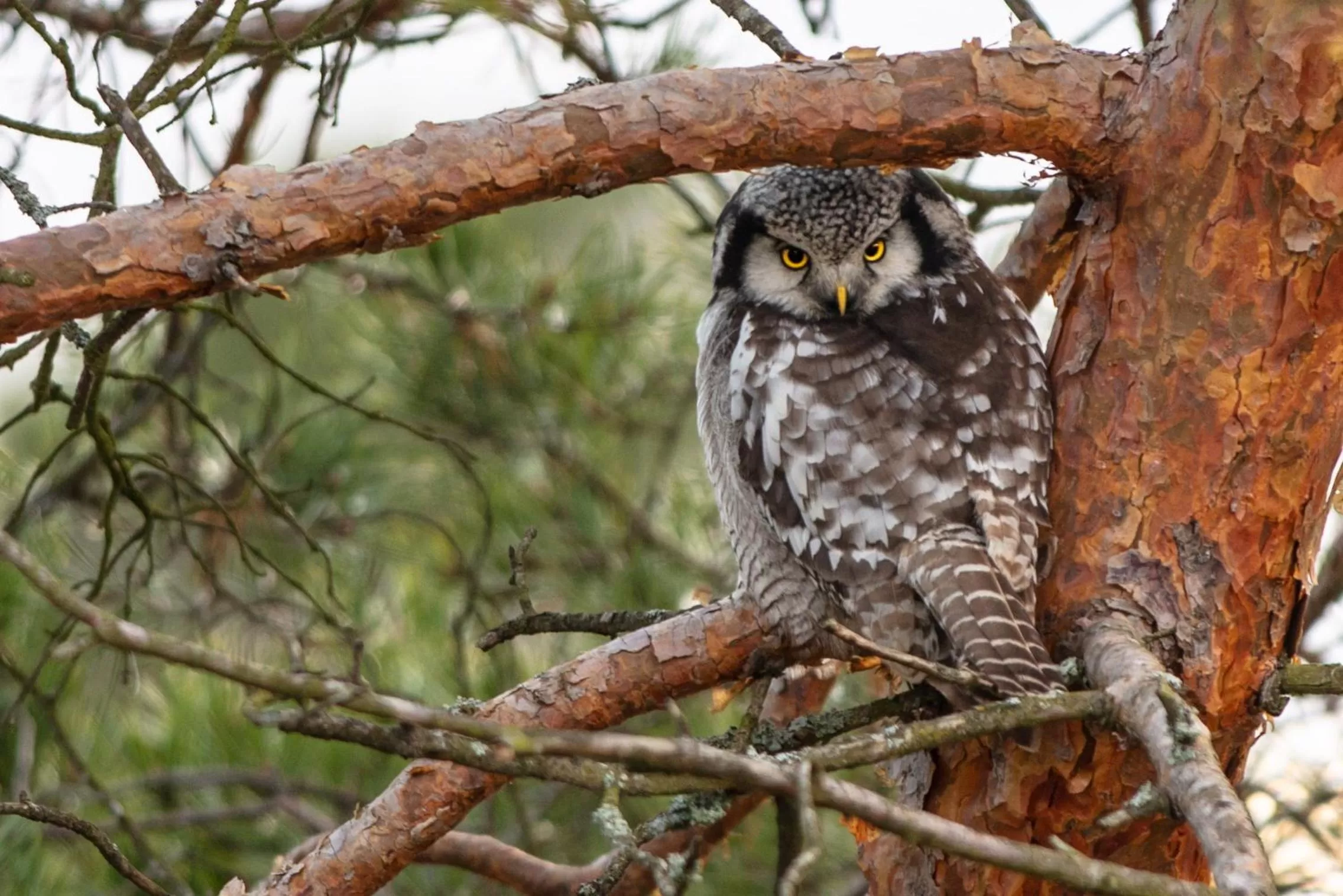 Activities in Haltia Lake Lodge nature boutique hotel & glamping