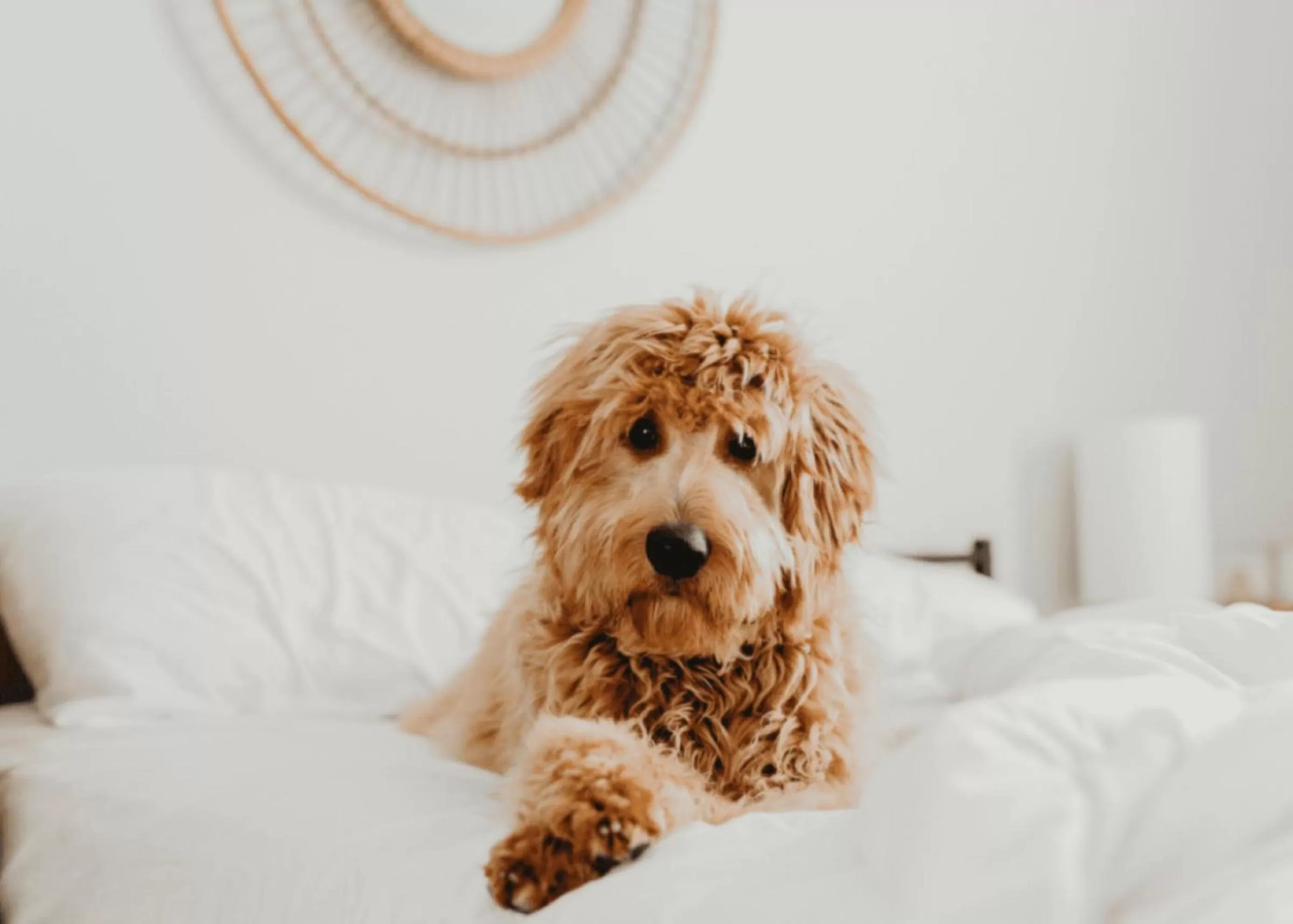 Pets, Bed in Wingate by Wyndham New Castle - Glenwood Springs