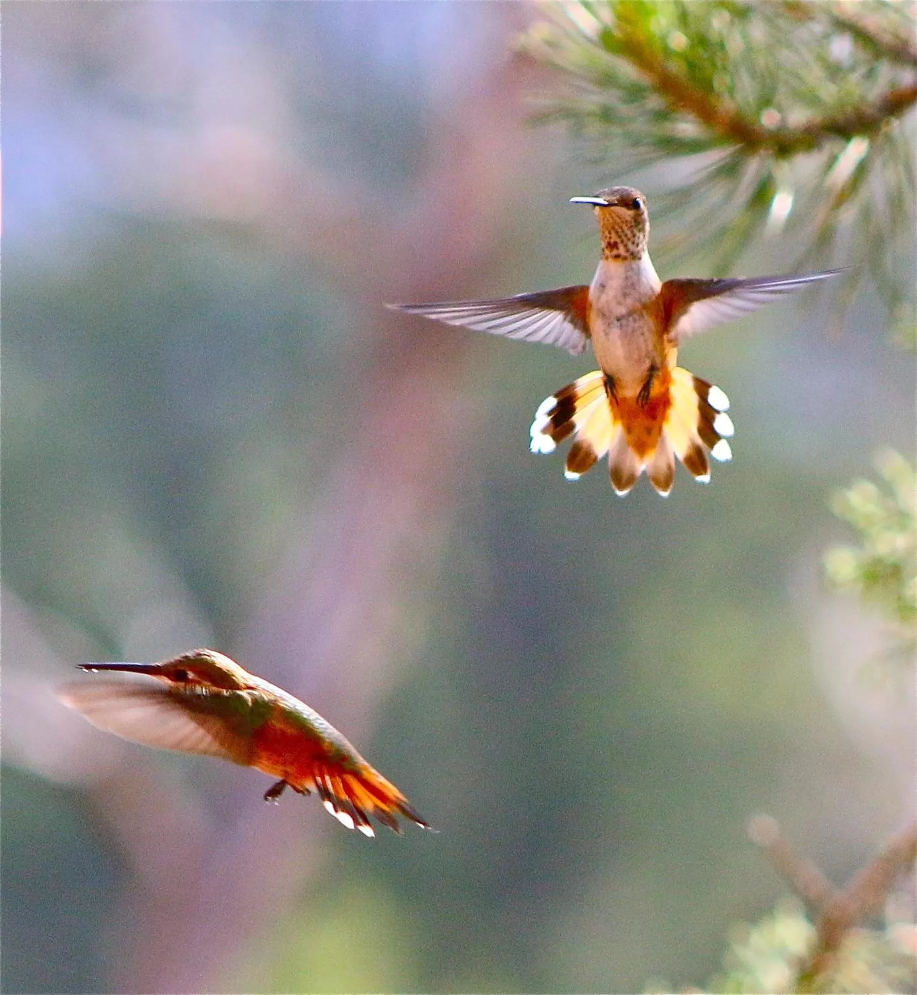 Animals, Other Animals in Sedona Cathedral Hideaway B&B & Spa