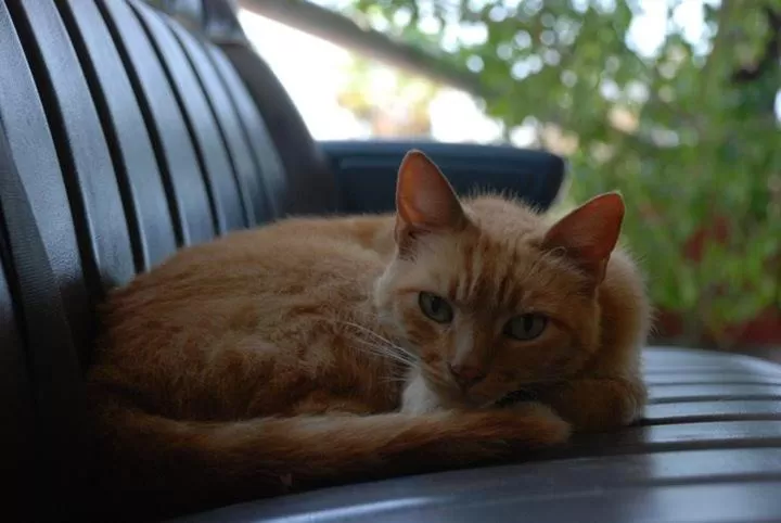 Animals, Pets in Hotel Posada Señor Mañana