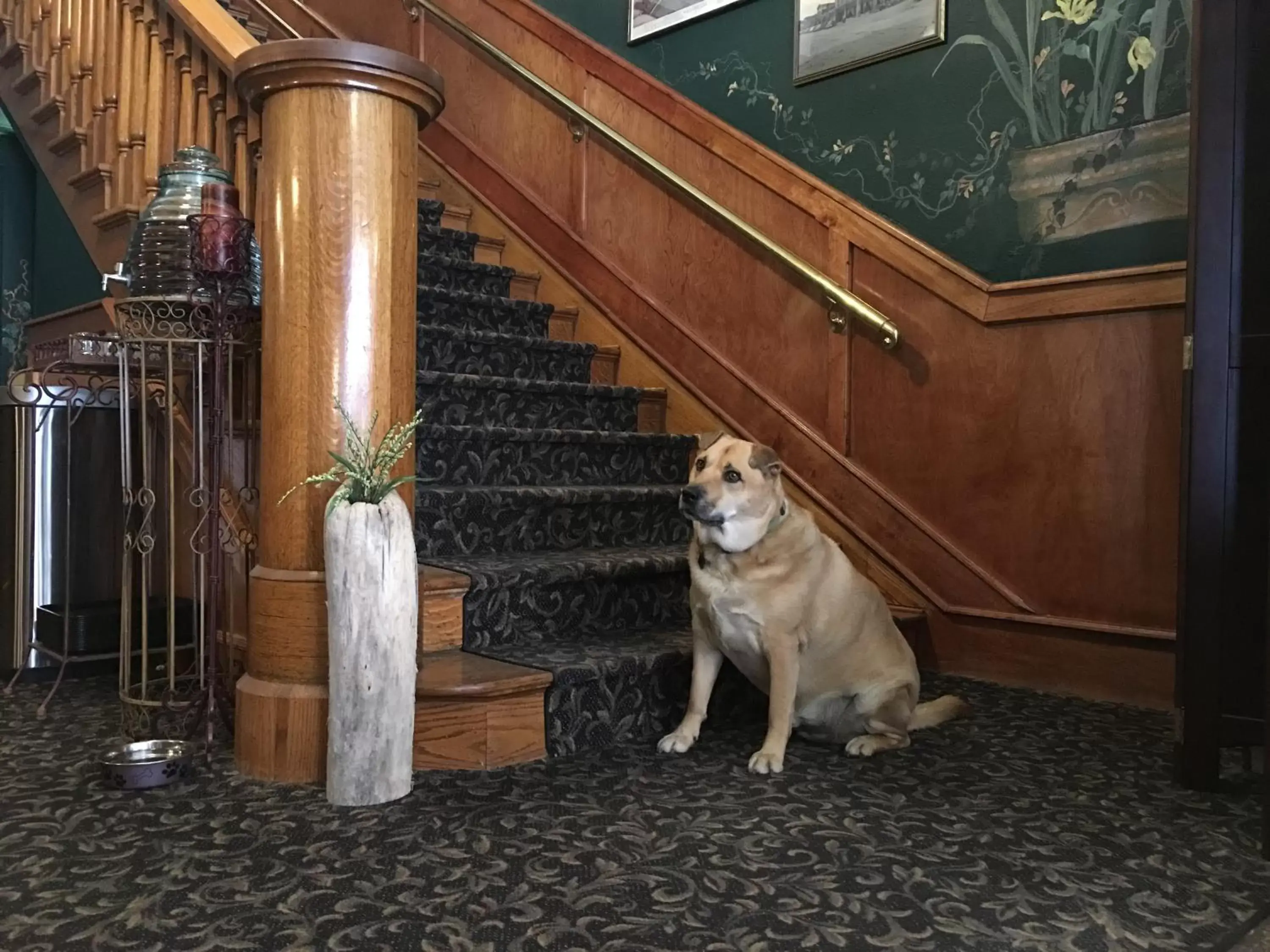 Pets in Kalispell Grand Hotel