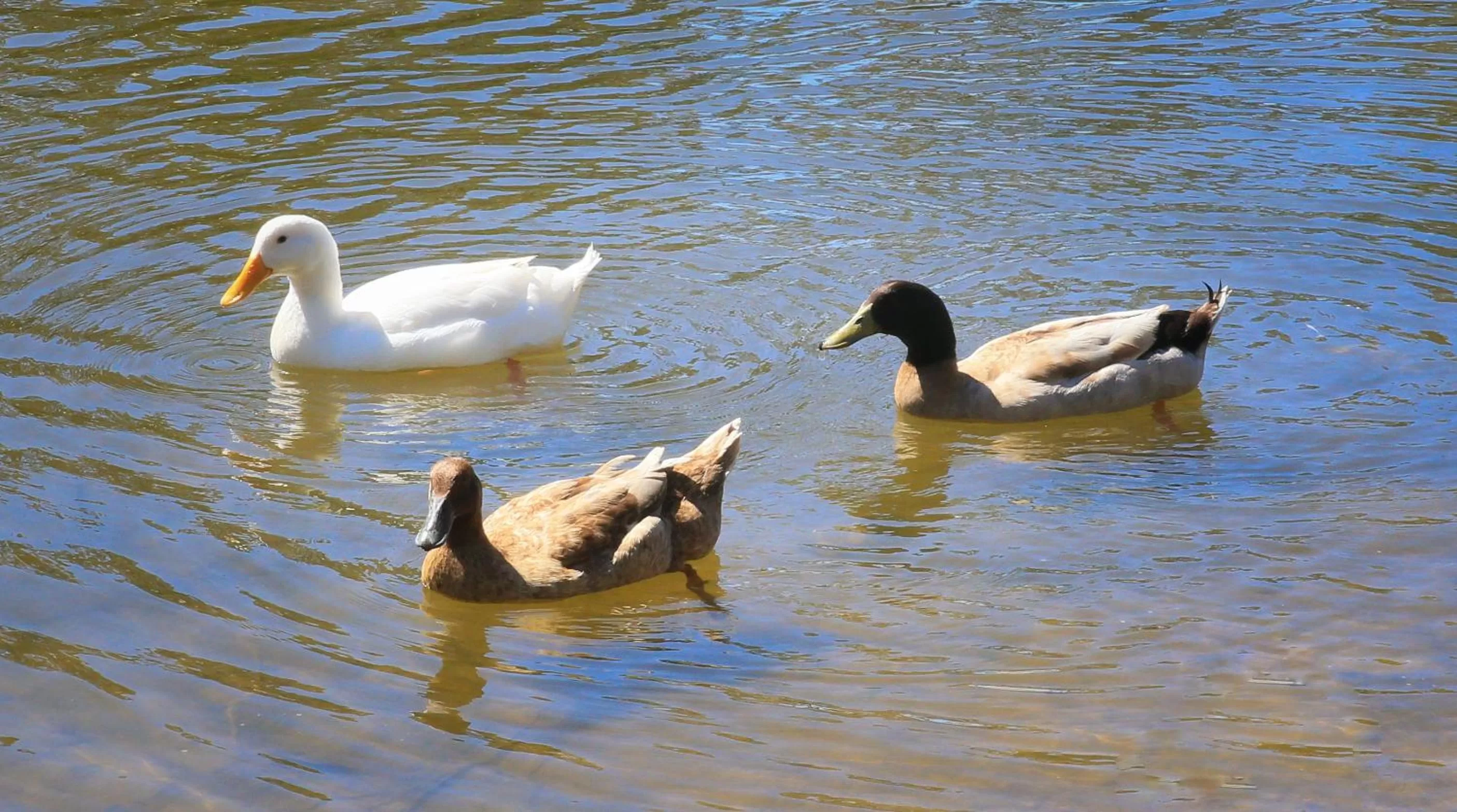 Natural landscape in Sanctuary Lakes Fauna Retreat