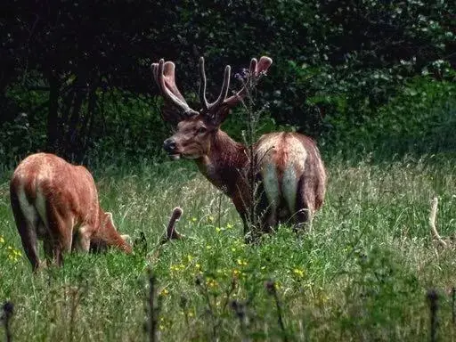 Natural landscape, Other Animals in B&B de Rekkendonken