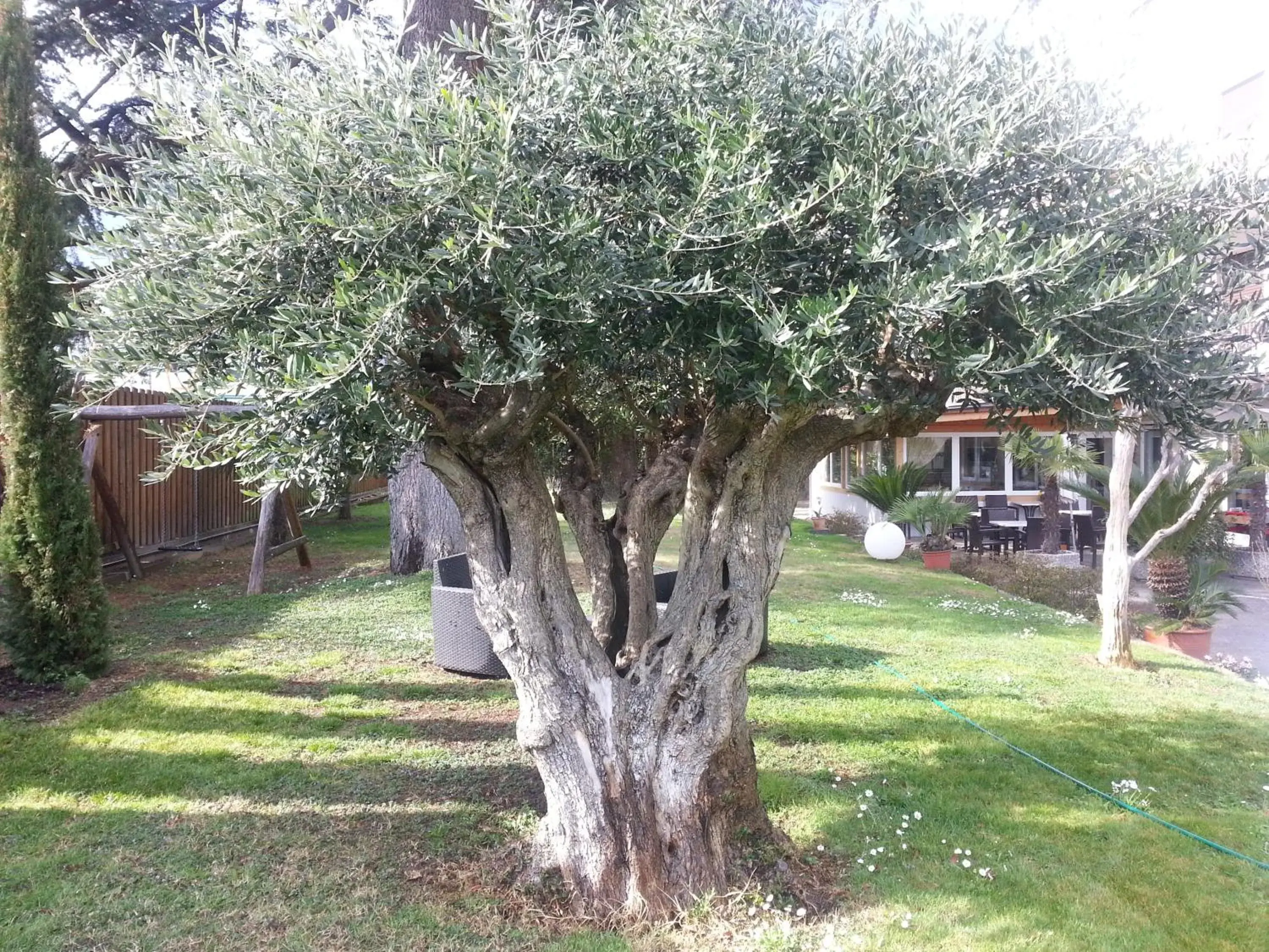 Natural landscape, Garden in Hotel Jasmin